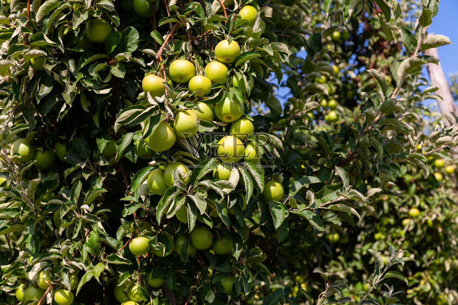 农场丰收,成熟的苹果挂在枝头照片摄影图片