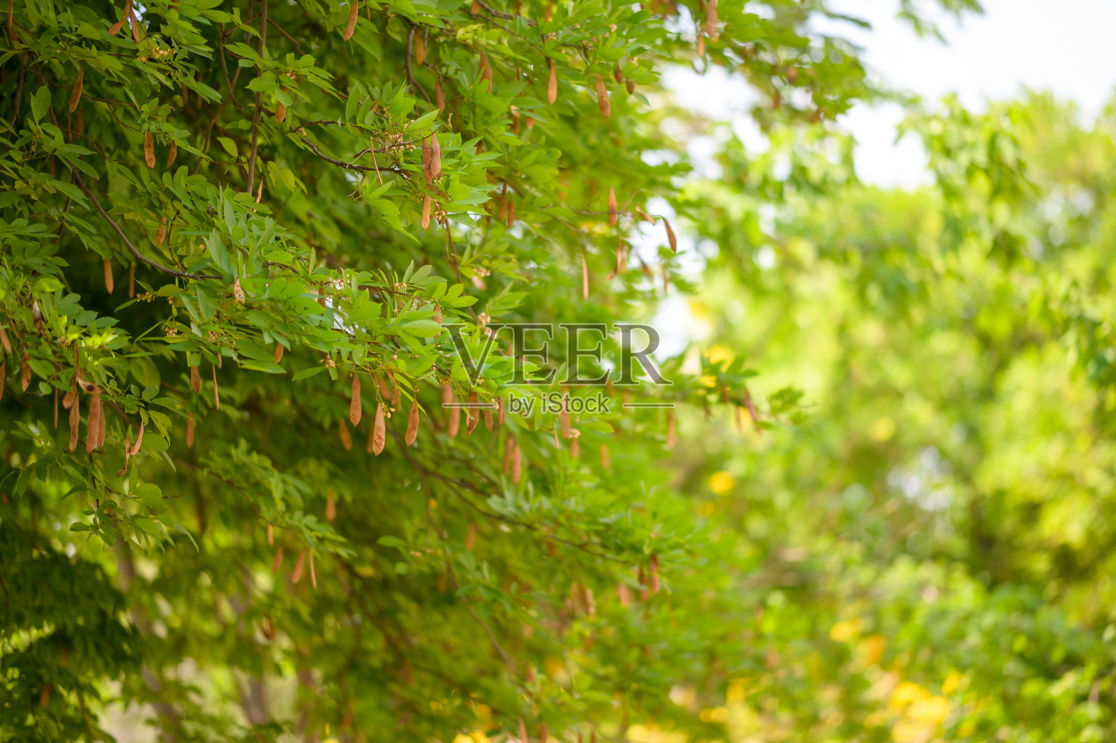 树的绿叶夏天的背景照片摄影图片