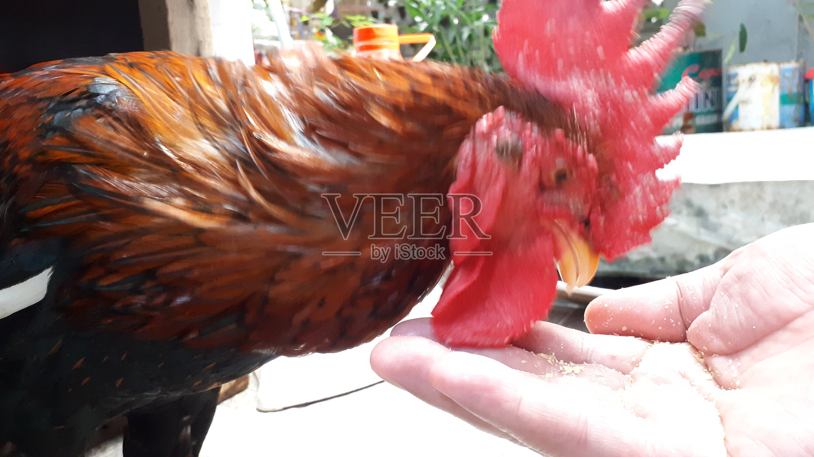 用手喂鸡。照片摄影图片