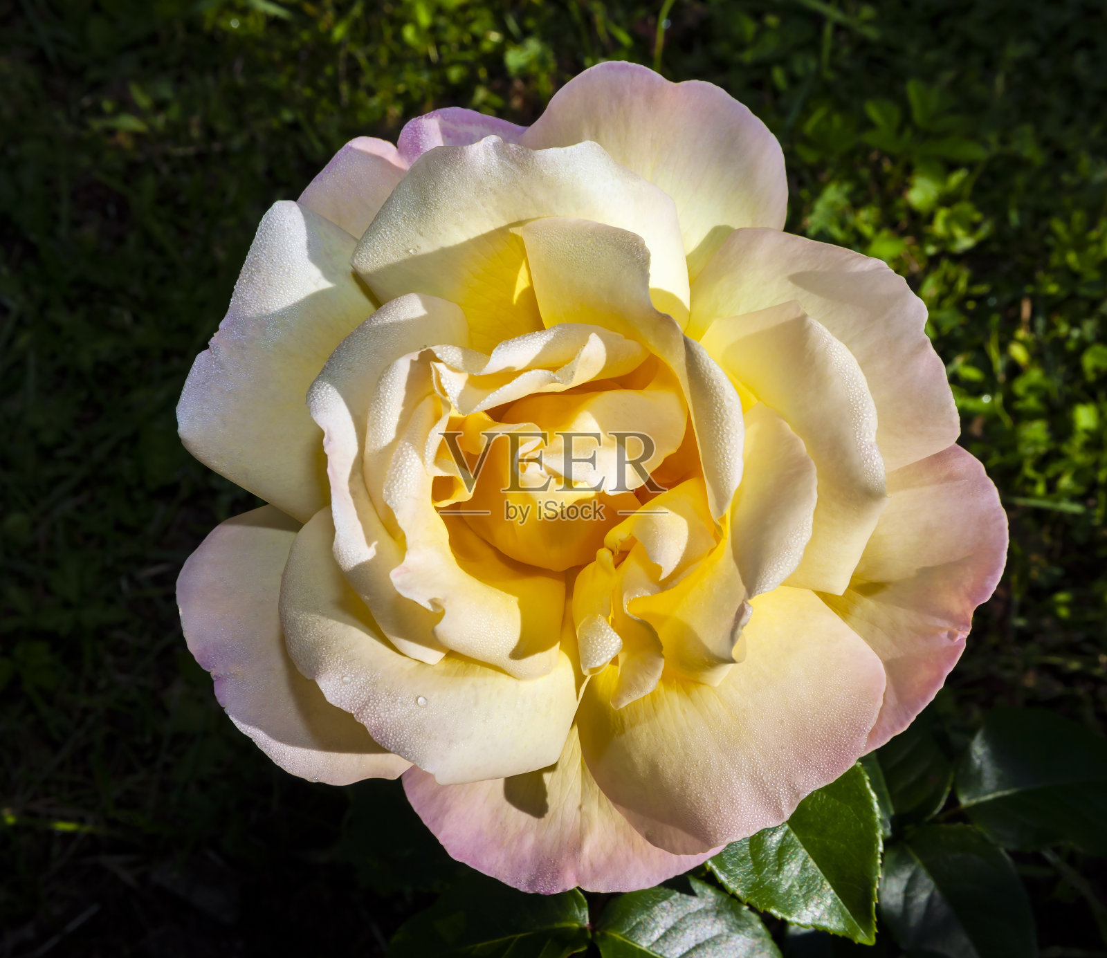 一朵开放的格洛丽亚日玫瑰在早晨的阳光下带着露珠。照片摄影图片