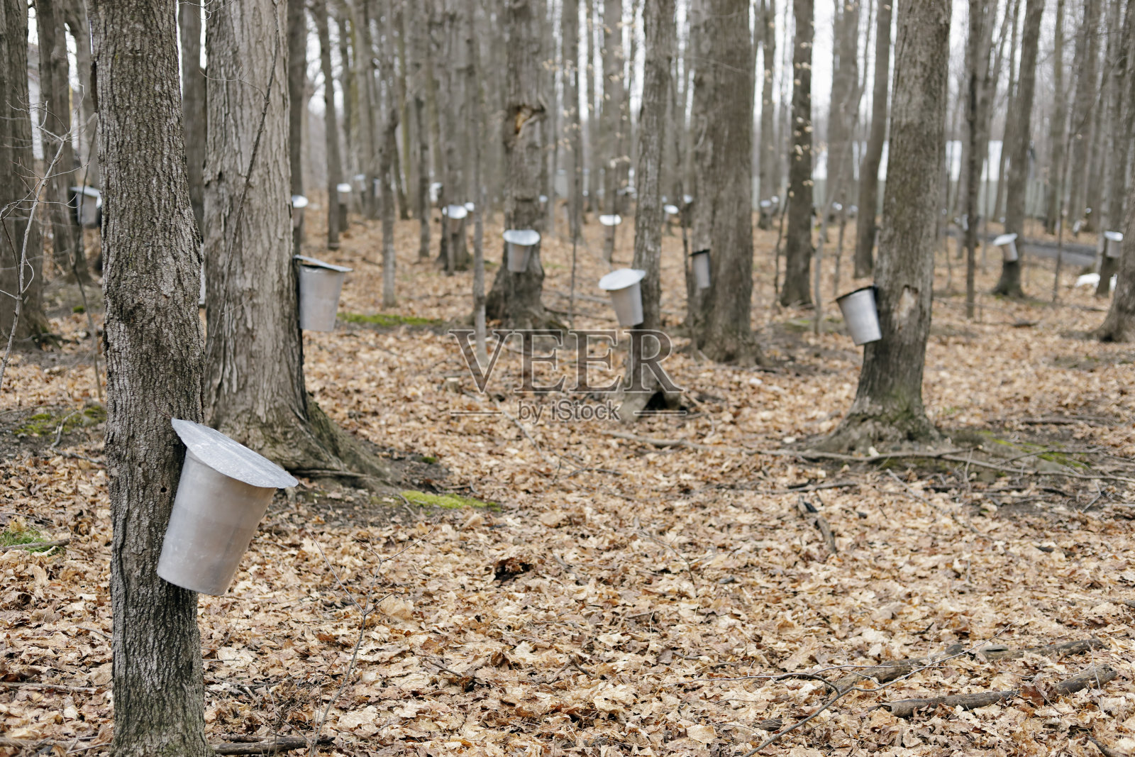 枫汁被收集用来制作枫糖浆照片摄影图片
