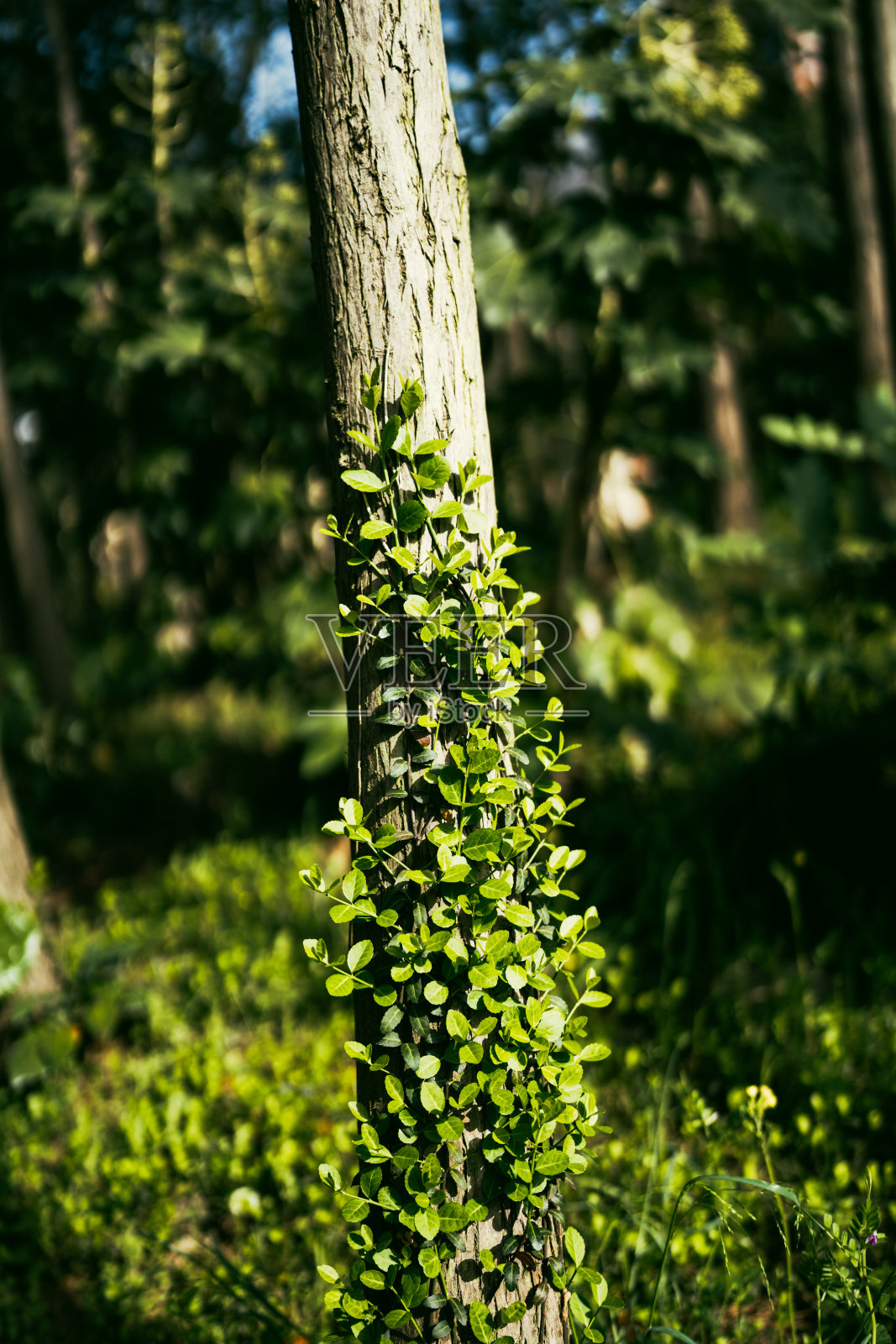大自然中的绿叶。照片摄影图片