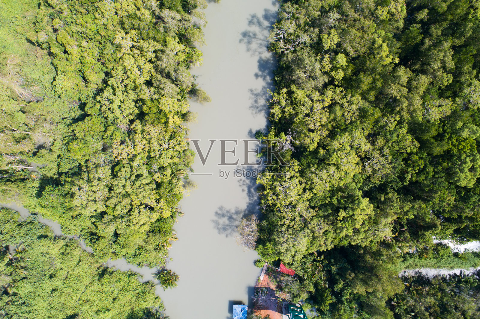 惊人丰富的红树林森林鸟瞰图森林树木雨林生态系统和健康的环境背景绿色树木森林纹理自上而下高角度视图照片摄影图片