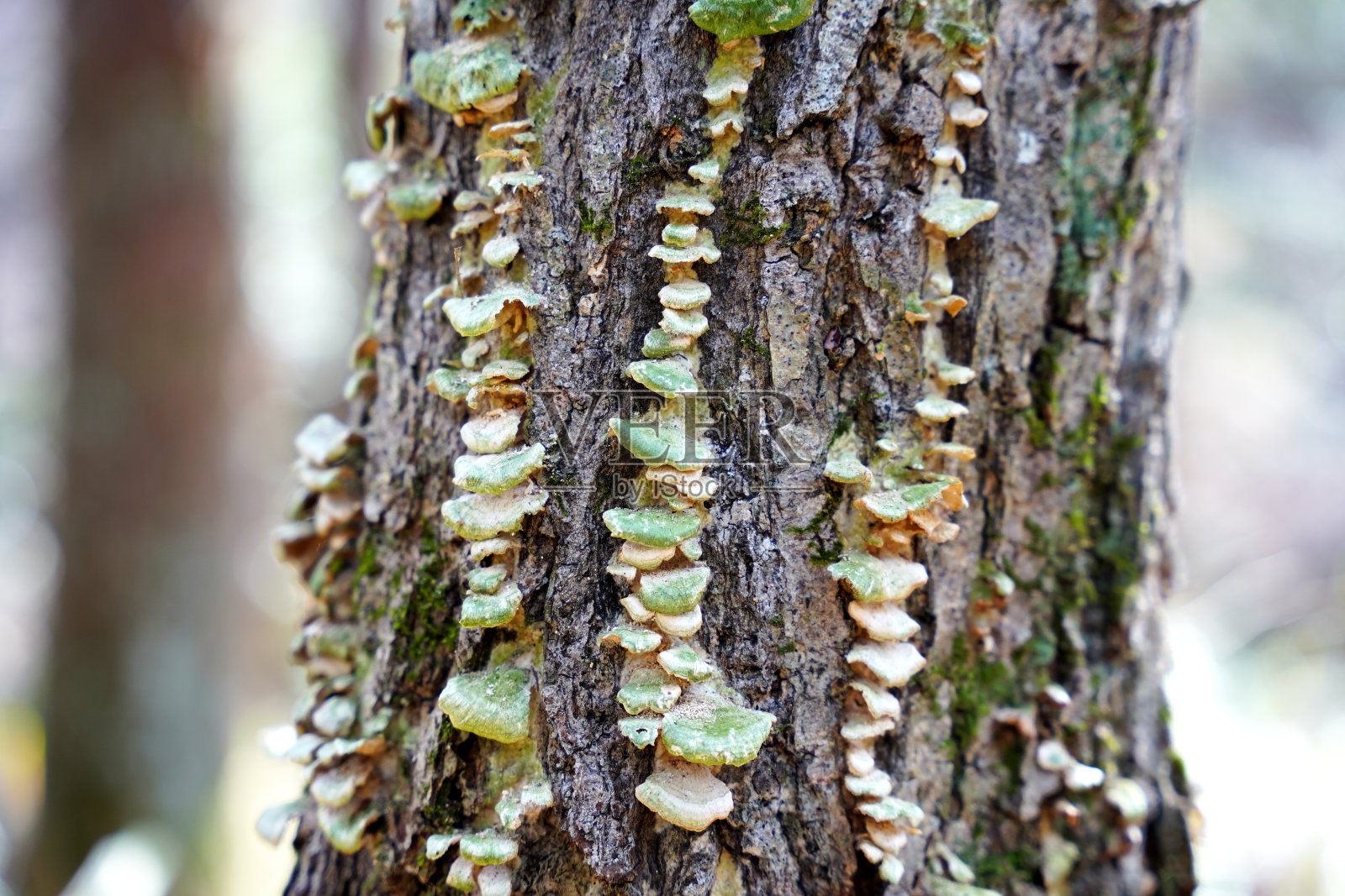 树干上的小叶子,棕色的,绿色的,特写镜头,一个也没有照片摄影图片