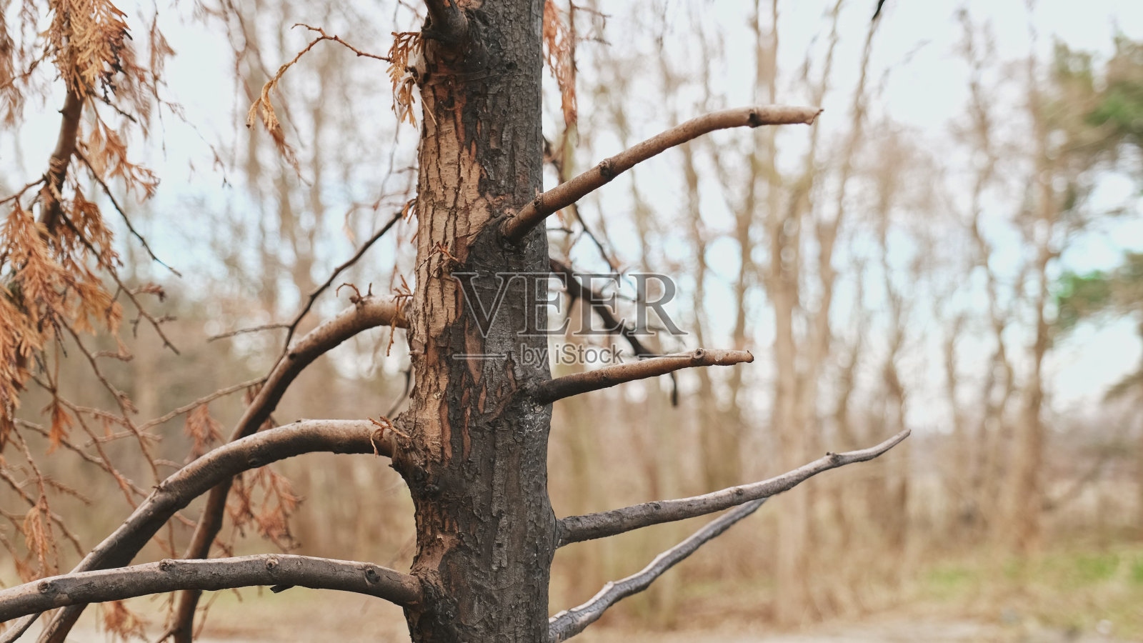 在野火中被烧的森林树,树干、树皮和树枝都烧焦了照片摄影图片