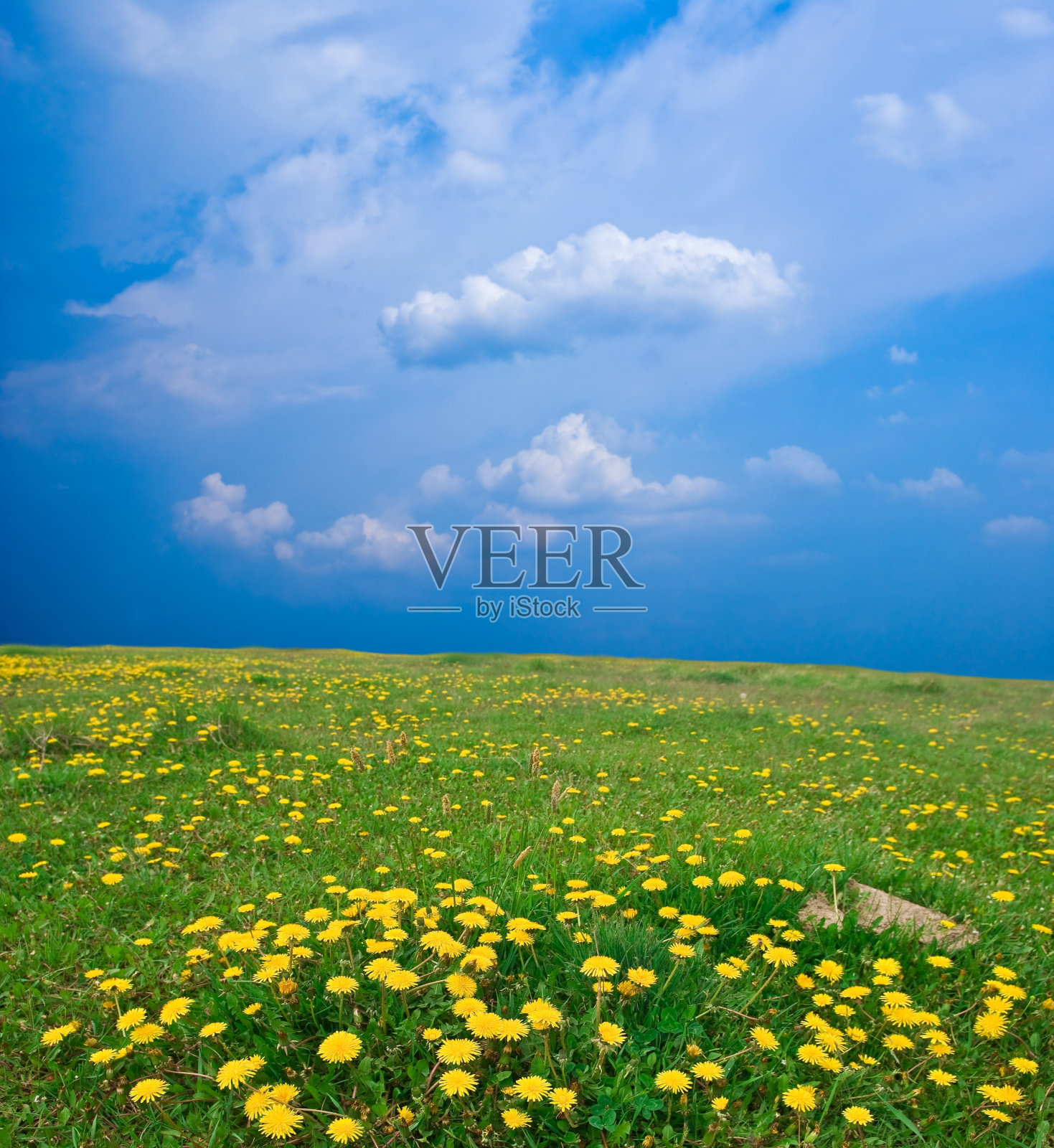 春天田里的黄色蒲公英照片摄影图片