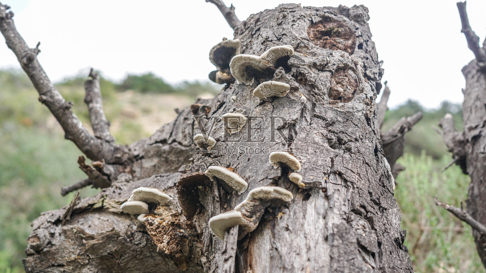 fomentarius(俗称火绒菌、火绒菌、马蹄菌或冰人菌)照片摄影图片
