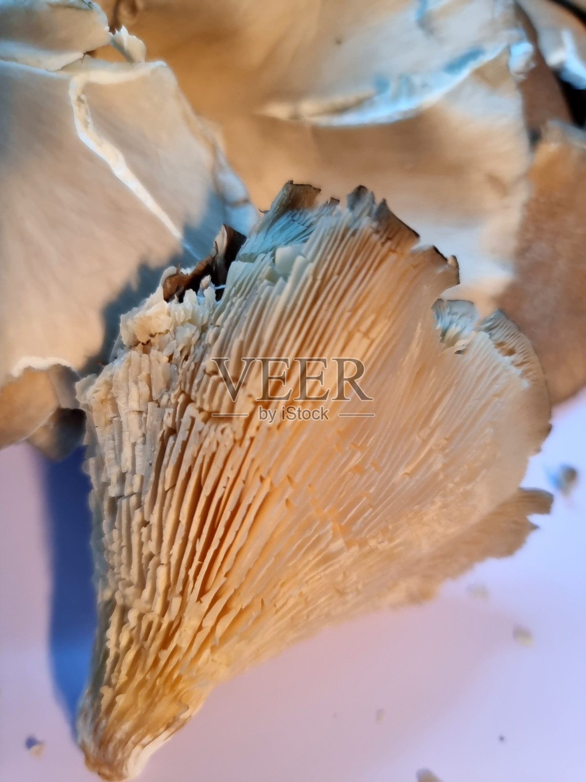 蘑菇的爱照片摄影图片