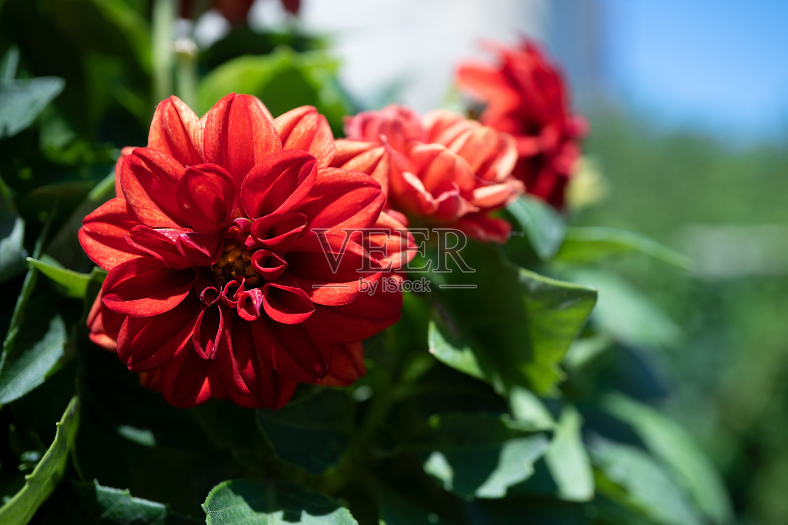 一个美丽的红色大丽花在花园里的特写。鲜红的菊花装饰。有选择性的重点照片摄影图片