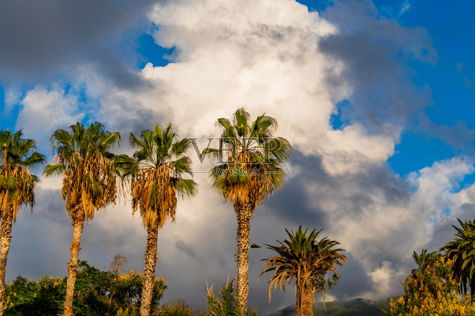 棕榈树,背景是多云的天空照片摄影图片