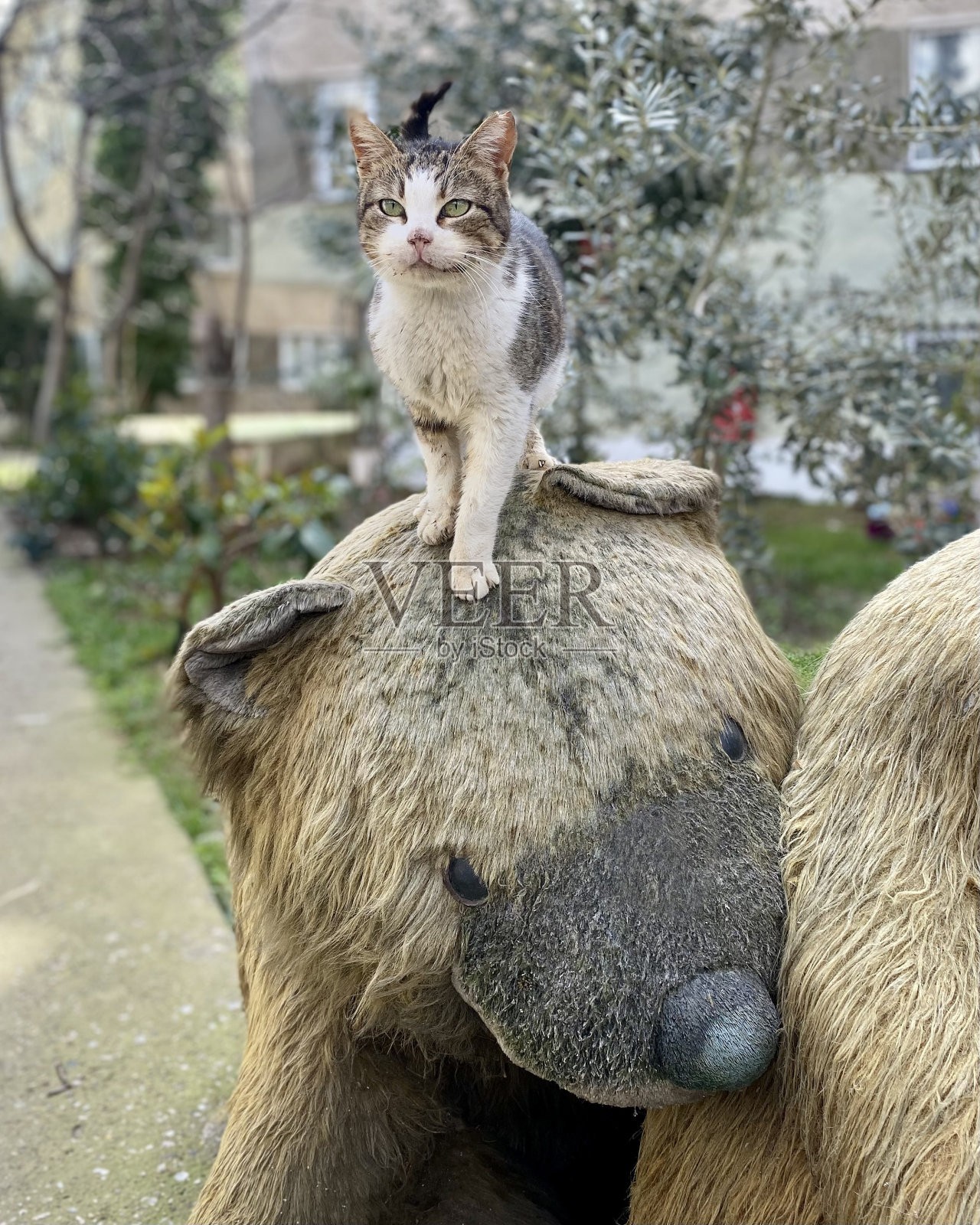 猫在泰迪熊上照片摄影图片