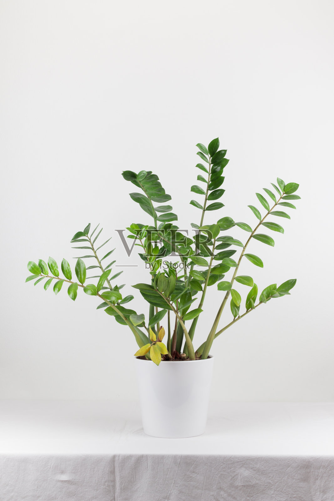 在白色背景的花盆中种植室内植物照片摄影图片