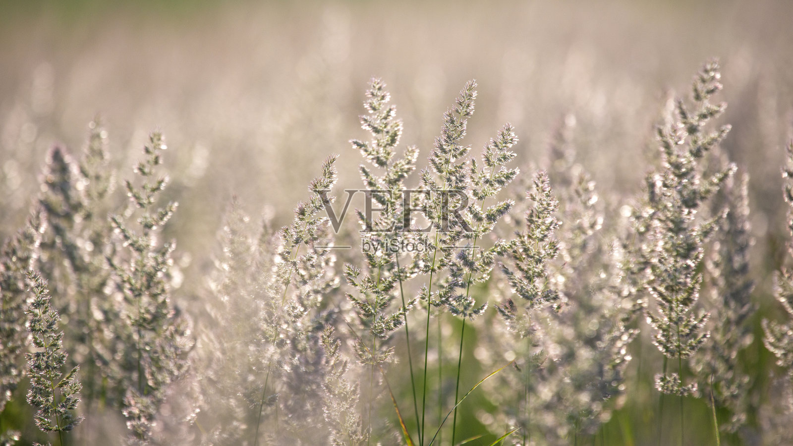 田野的草和花在明亮的背光阳光。自然与花植物学照片摄影图片