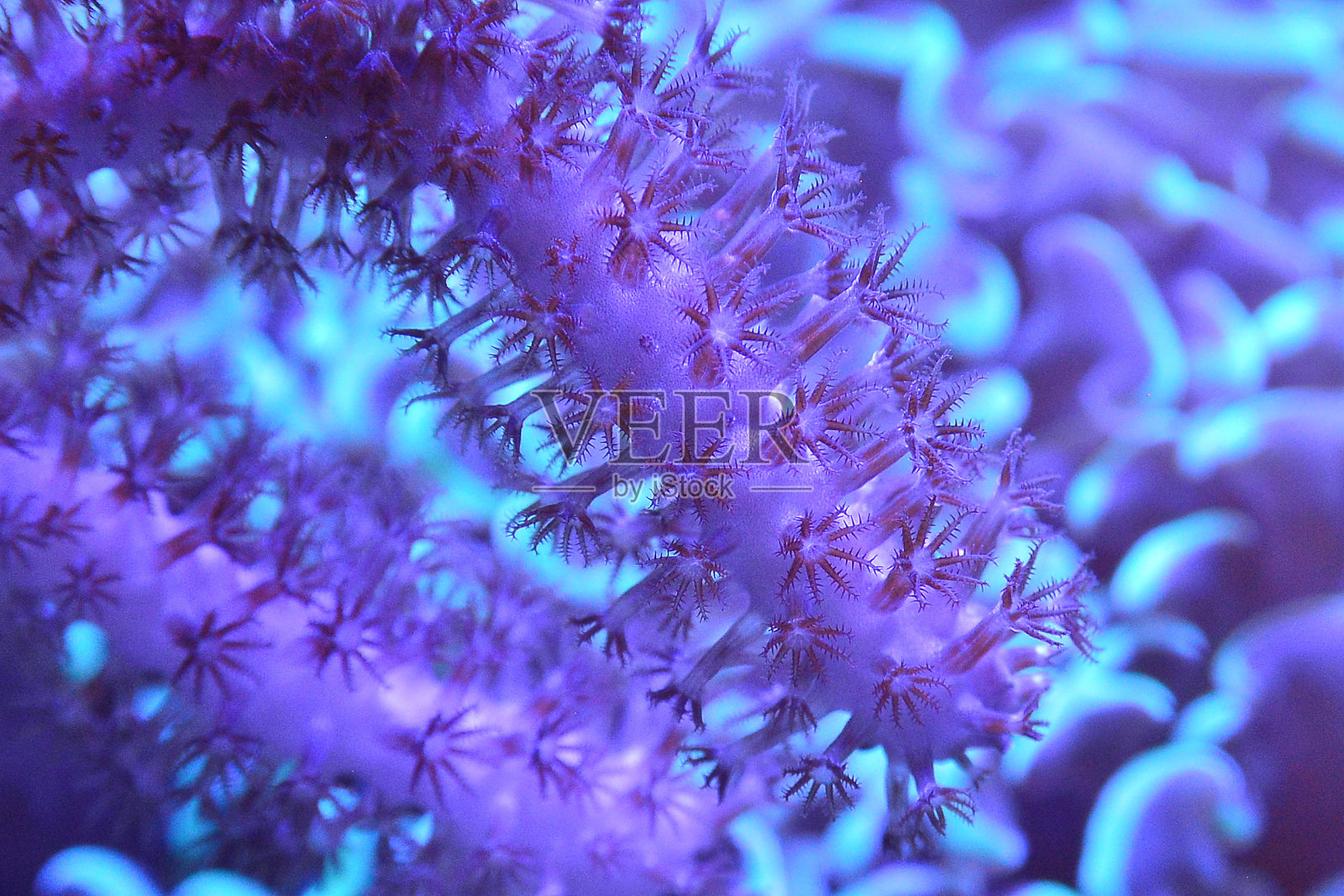 鱼缸里的鱼和珊瑚照片摄影图片