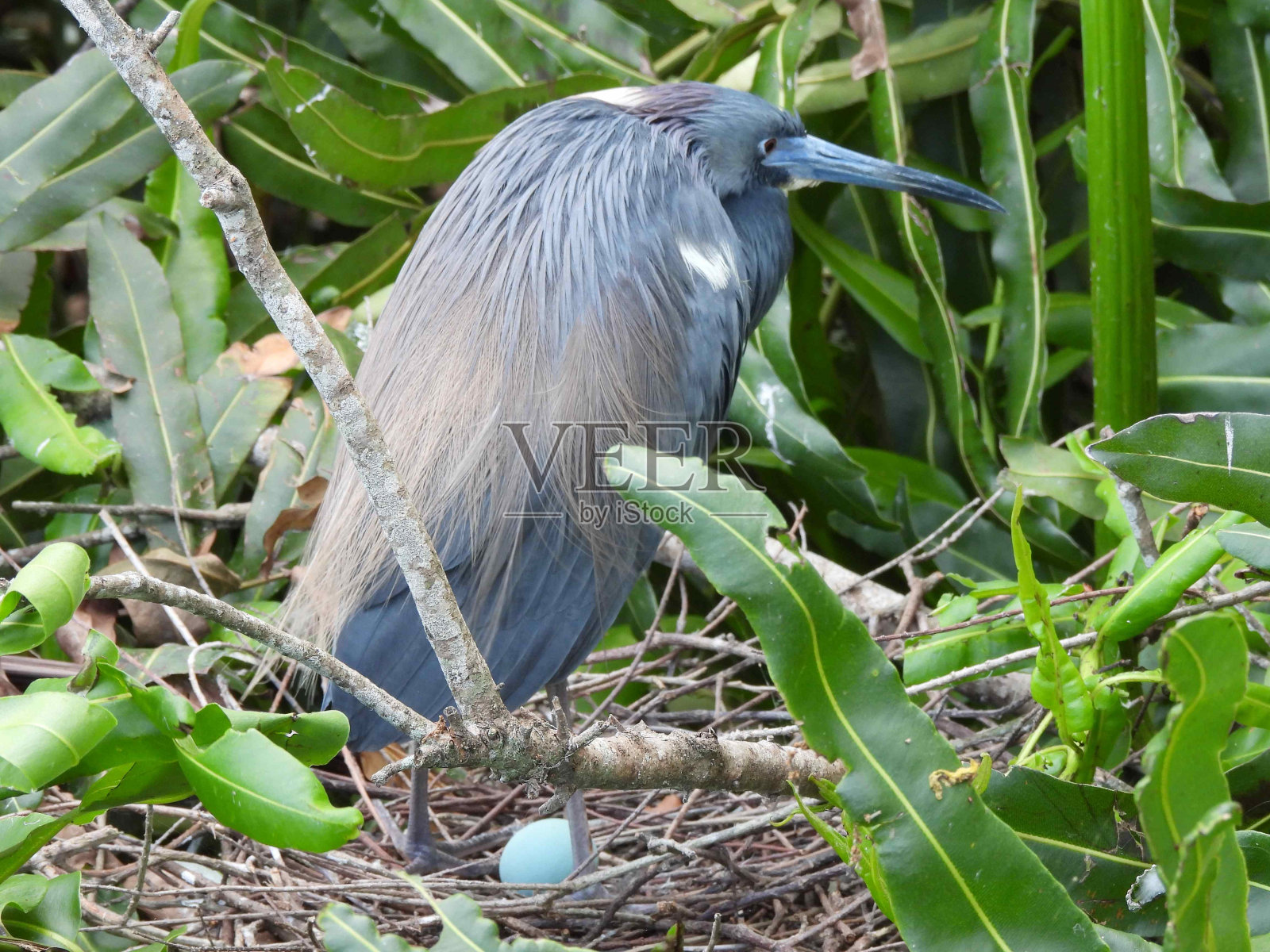 三色苍鹭(三色白鹭)在她的巢和一个蓝色的蛋照片摄影图片