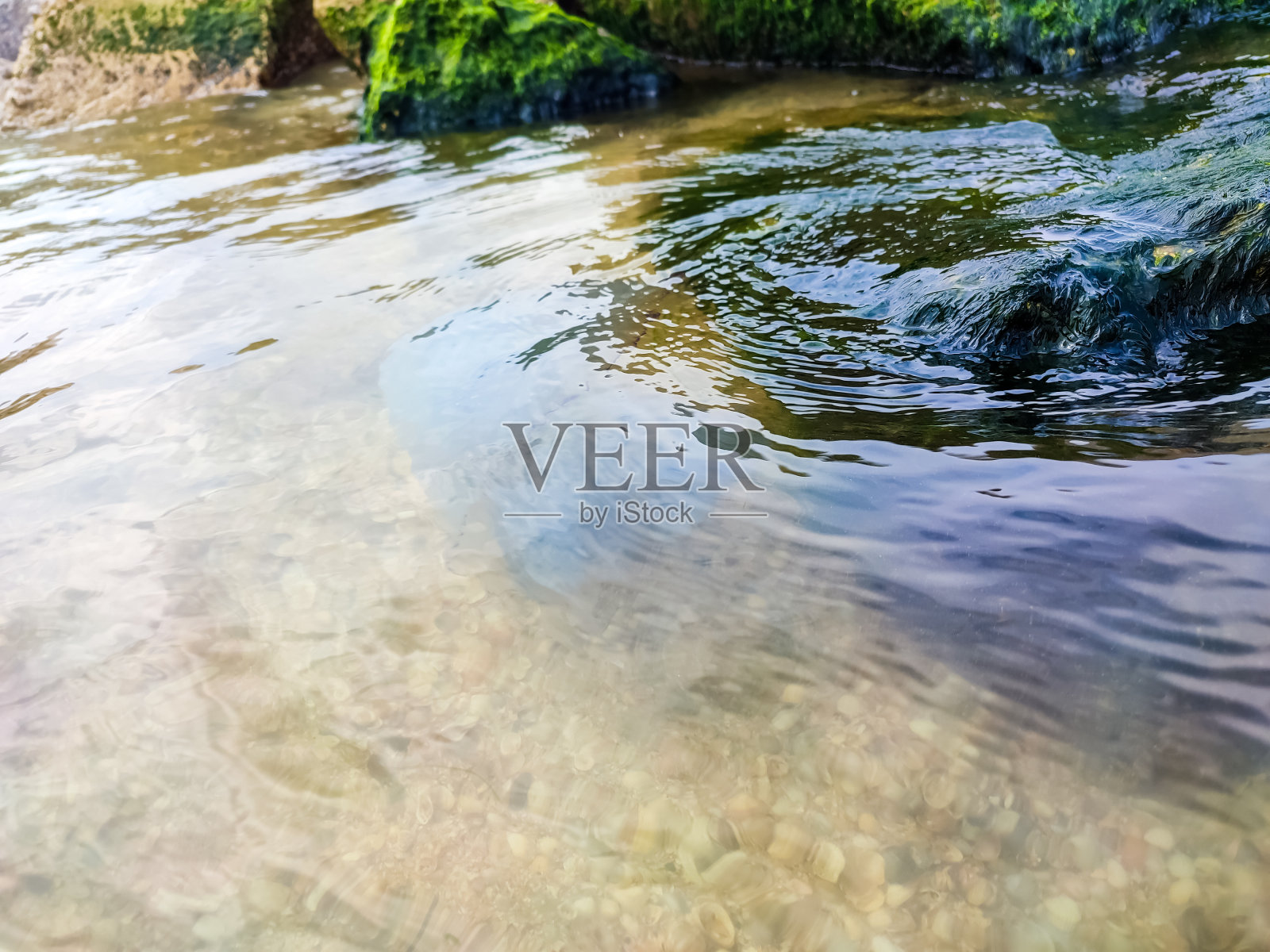 白色的水母在海边游泳。海的贝壳海岸。照片摄影图片