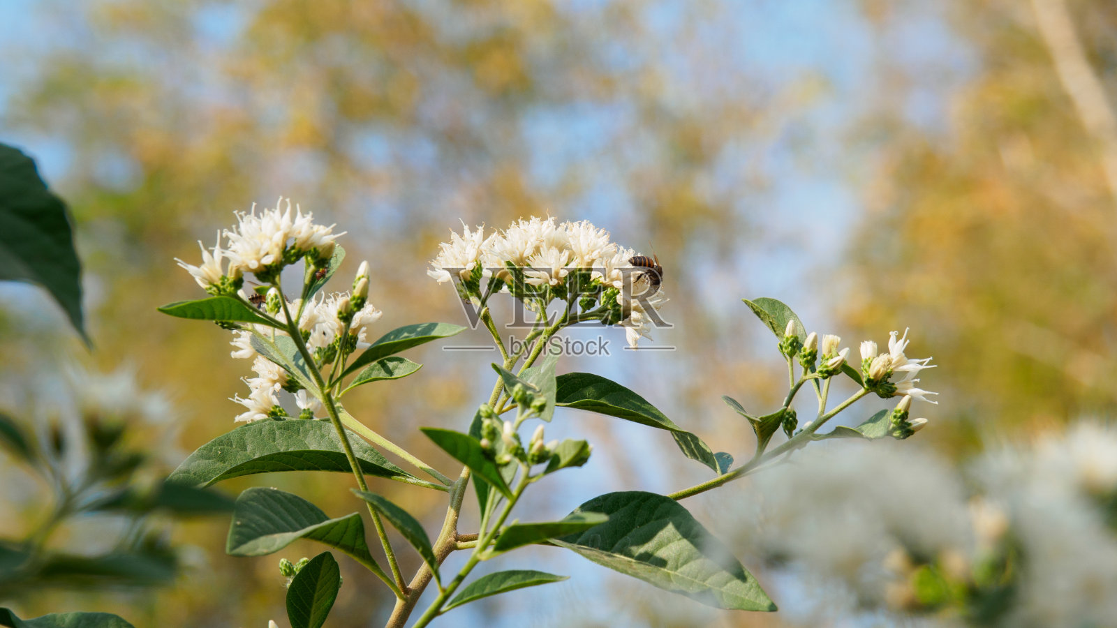 白花的体操或苦叶树或南朝悲哀。照片摄影图片