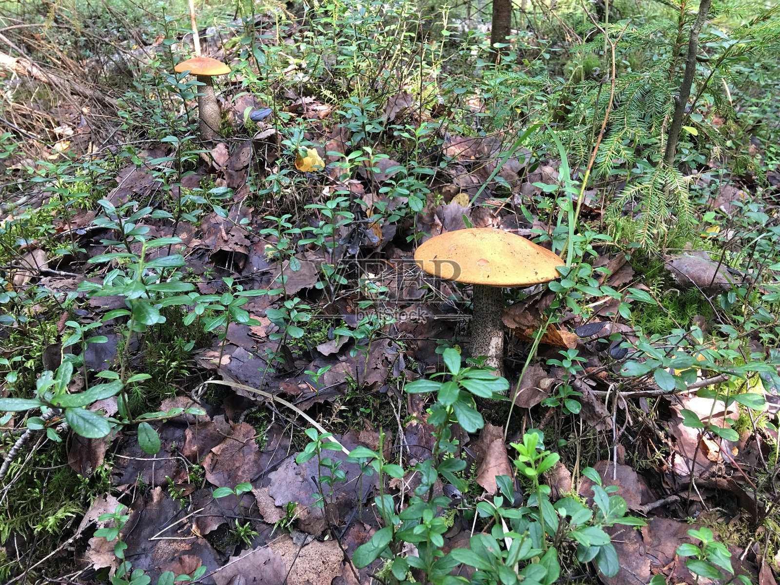 森林里的橙色蘑菇照片摄影图片