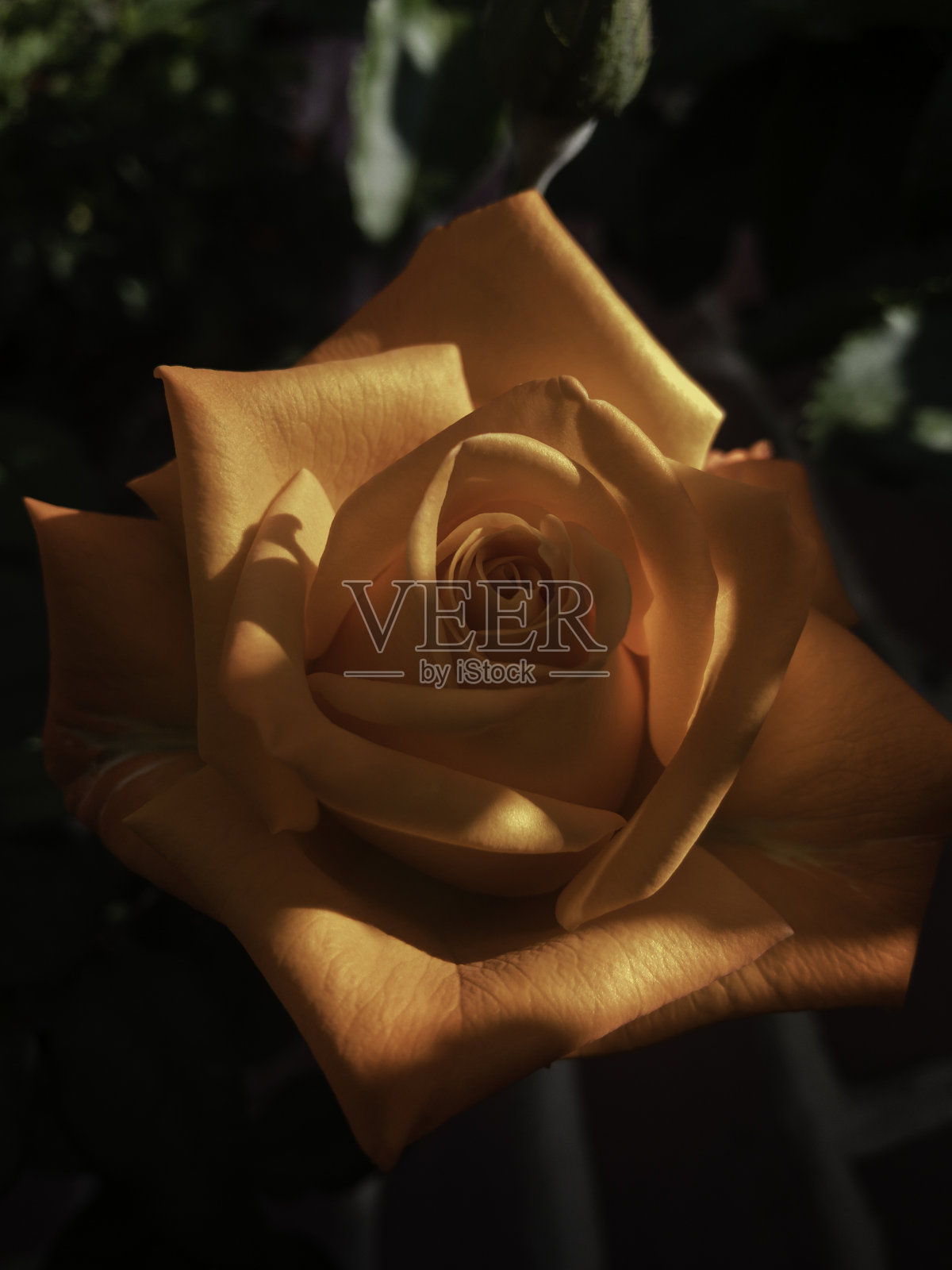 红玫瑰照片摄影图片