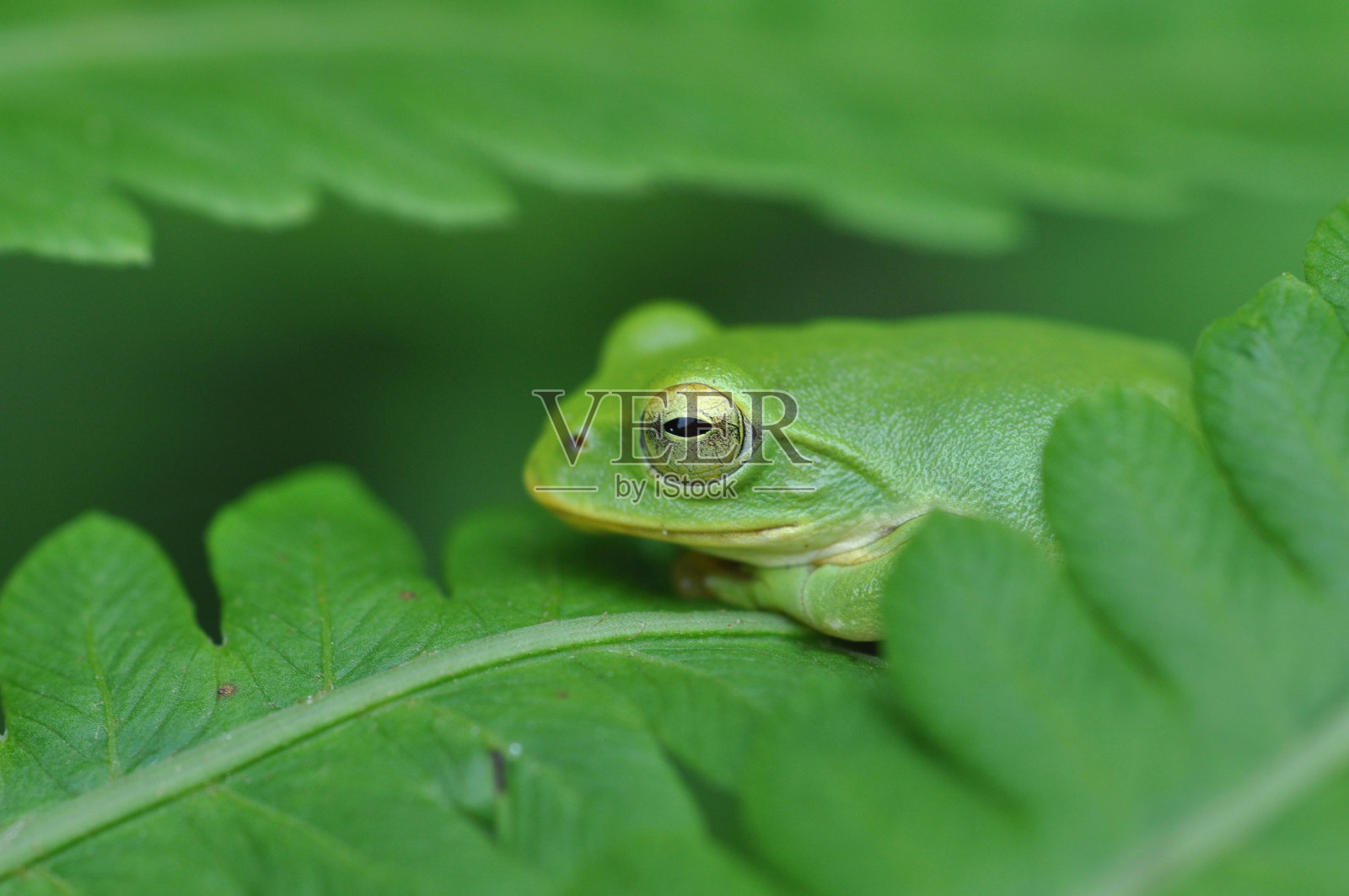 黑schlegelii照片摄影图片
