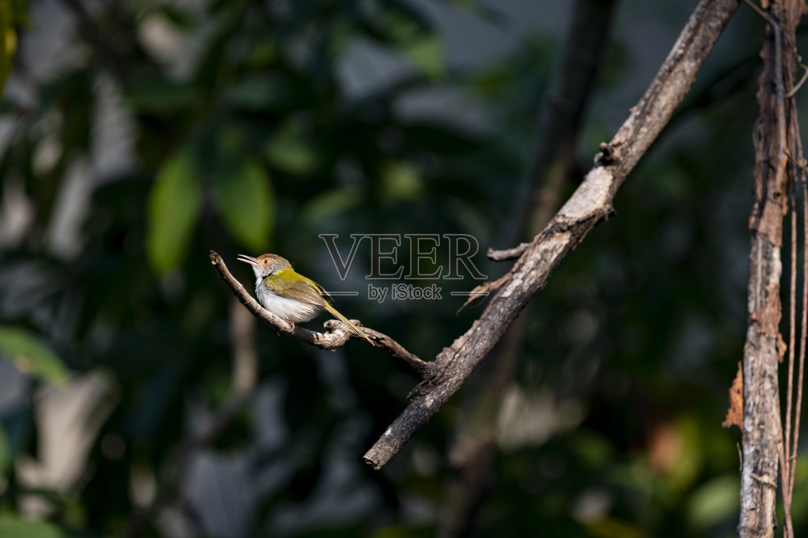 常见的缝叶莺照片摄影图片