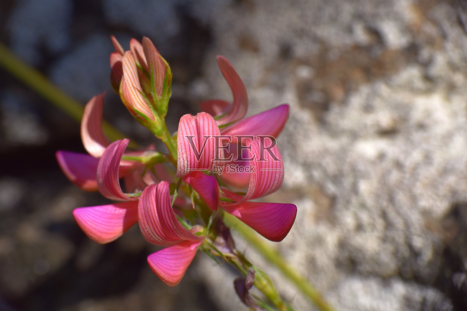 Onobrychis花。照片摄影图片