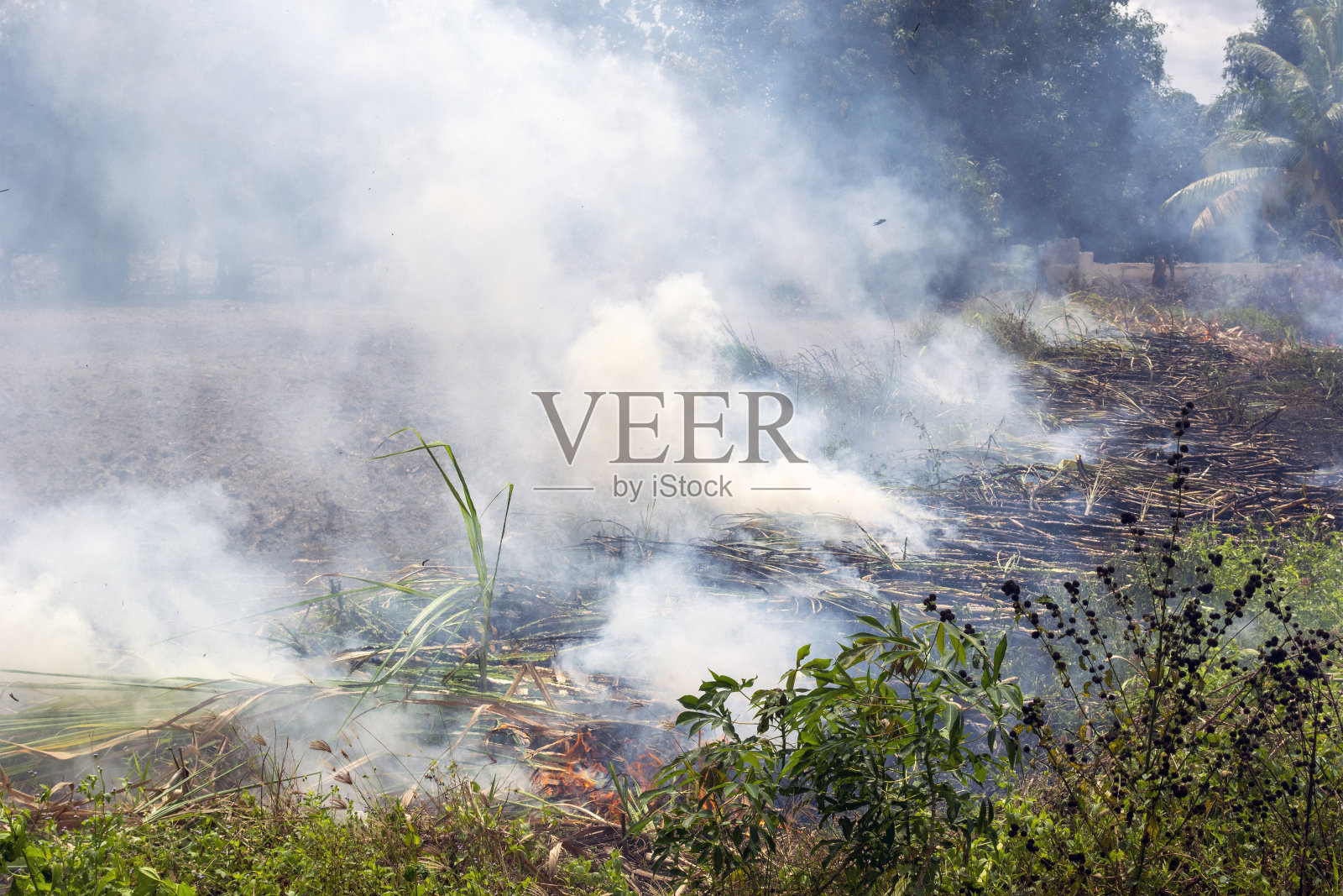 农民焚烧甘蔗田造成空气污染和烟雾。照片摄影图片