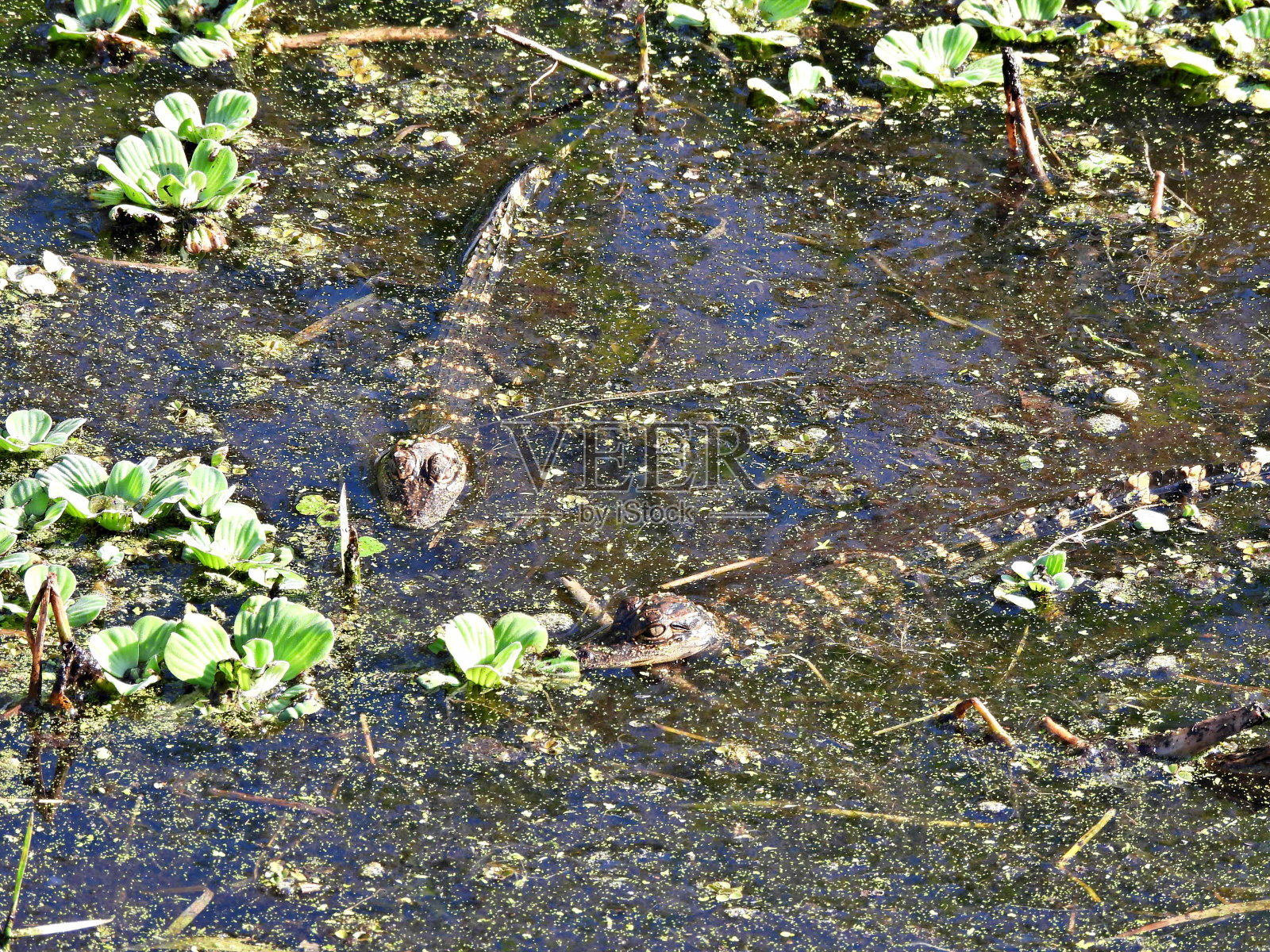 美洲短吻鳄——幼鳄,栖息在水生植物中照片摄影图片