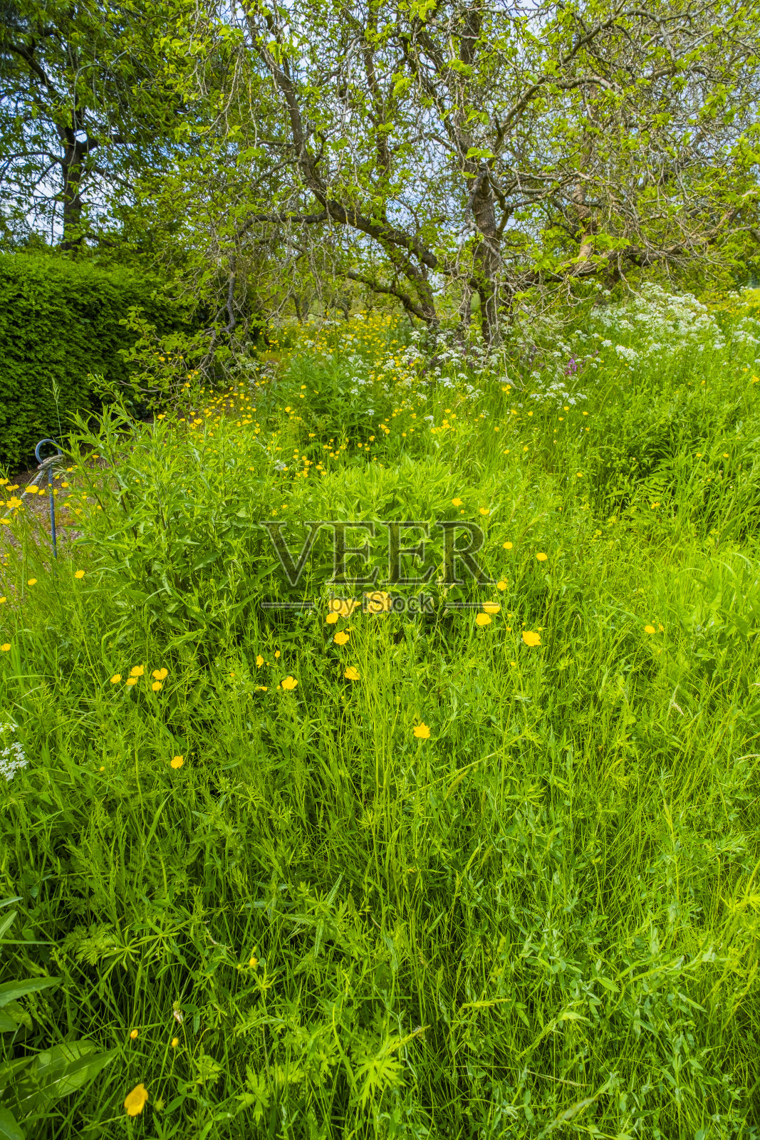 夏季花墙花园五彩缤纷的植物园艺边界照片摄影图片