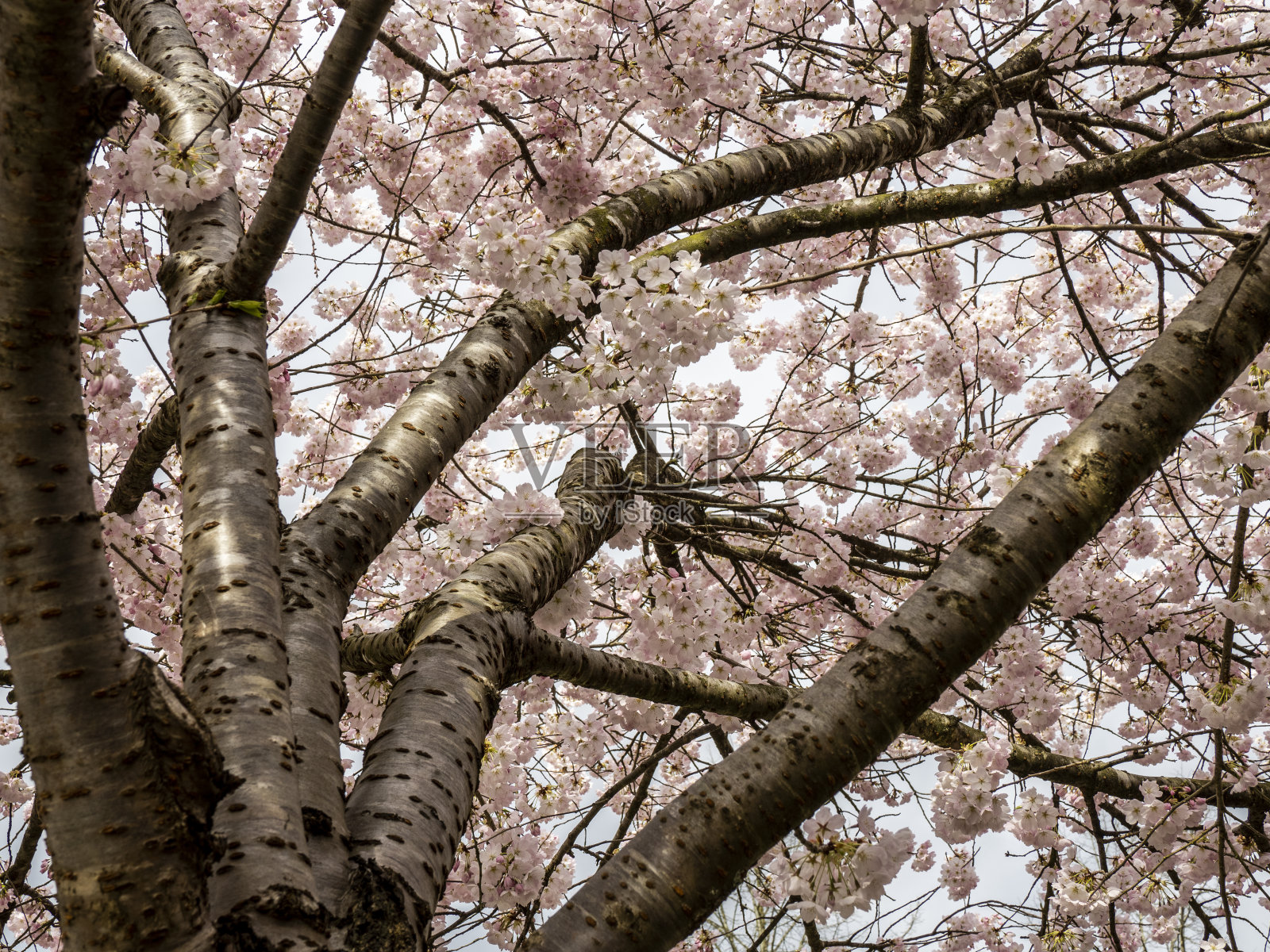 樱花的树照片摄影图片