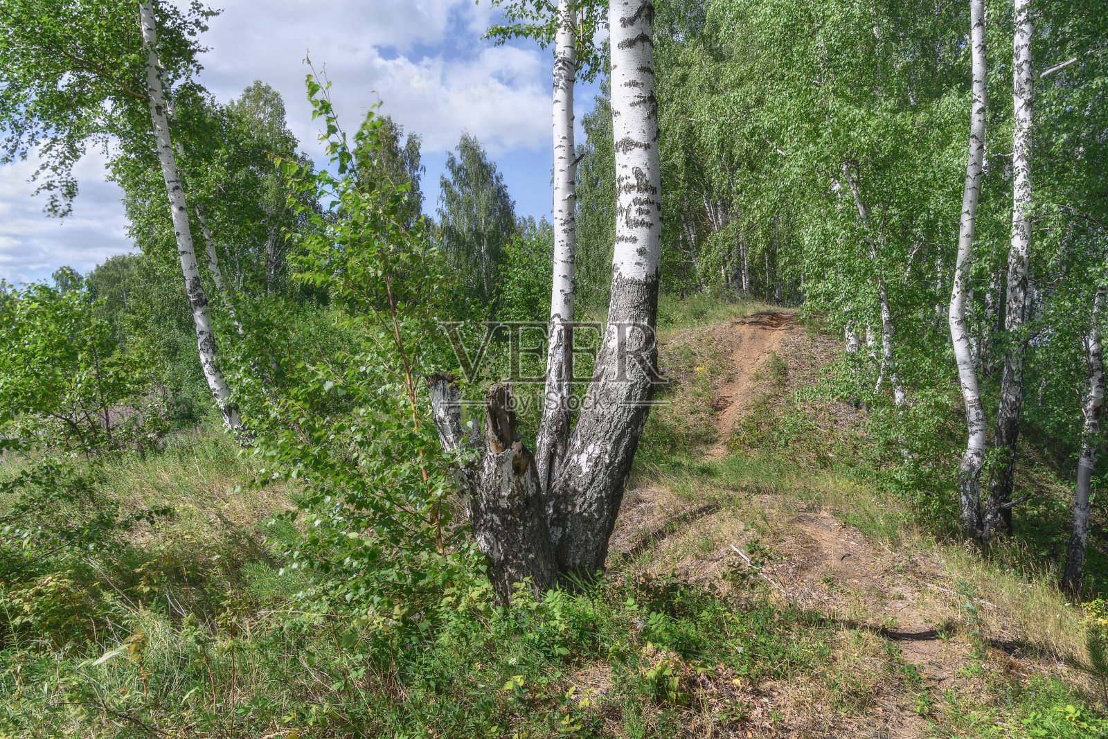 阳光明媚的夏日里的森林景观。弯弯曲曲的小路上生长着白桦树和绿草照片摄影图片