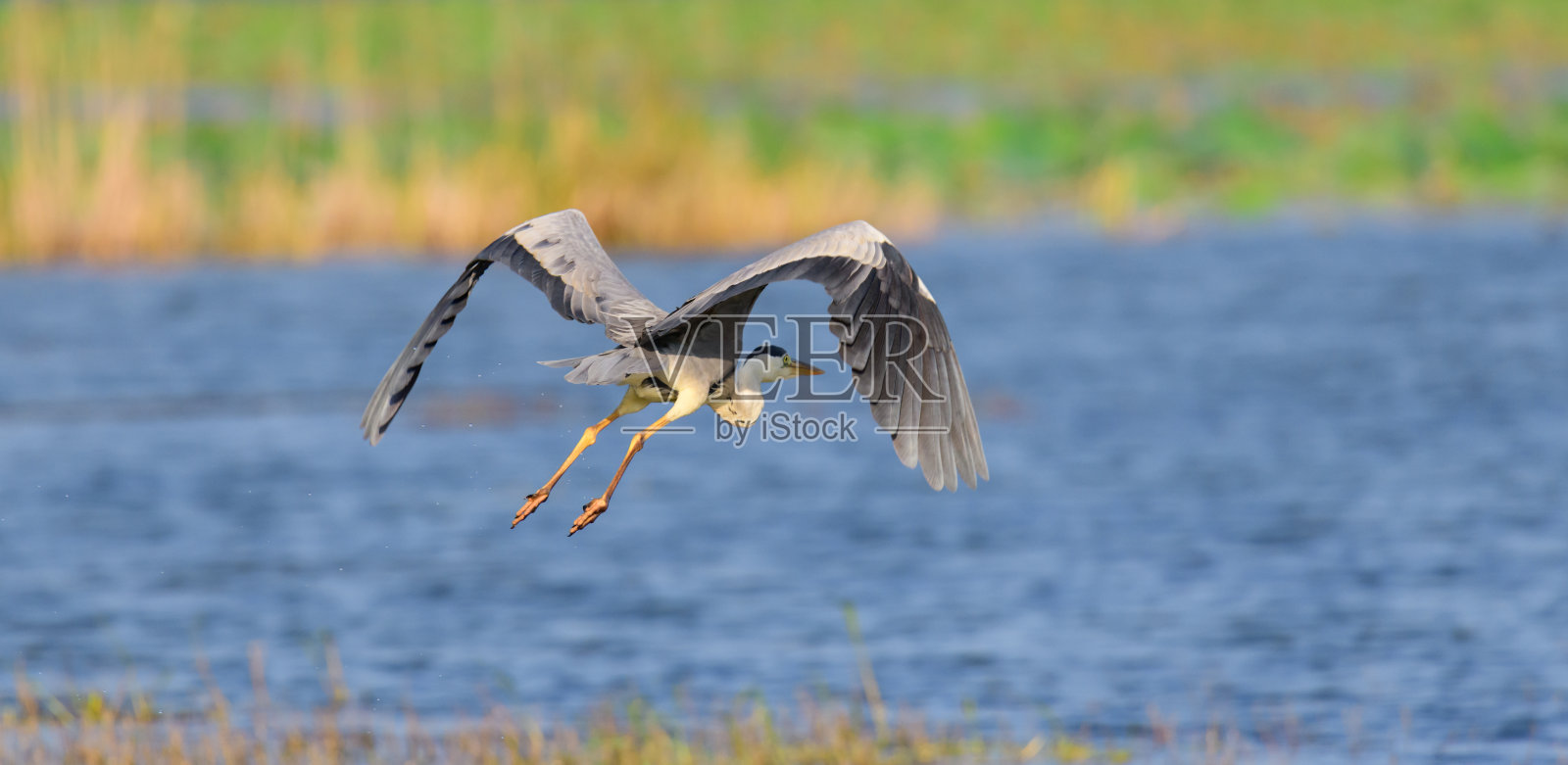 苍鹭在飞翔,低飞接近水面,自然背景。照片摄影图片