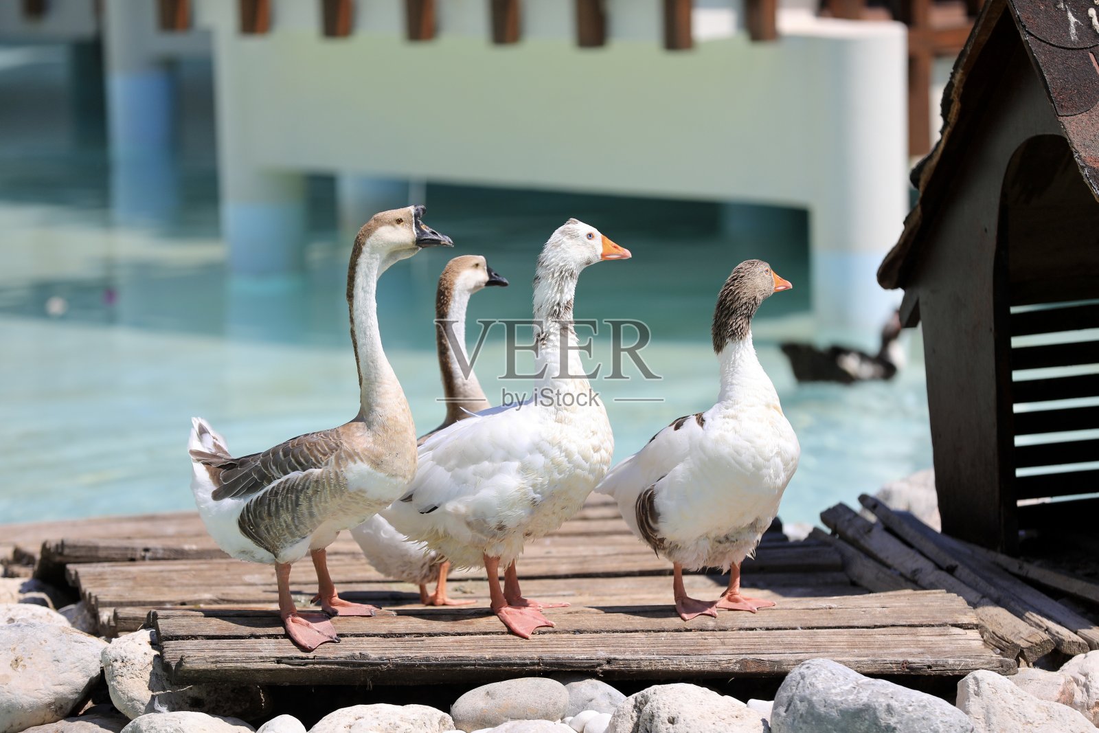 鸭子照片摄影图片