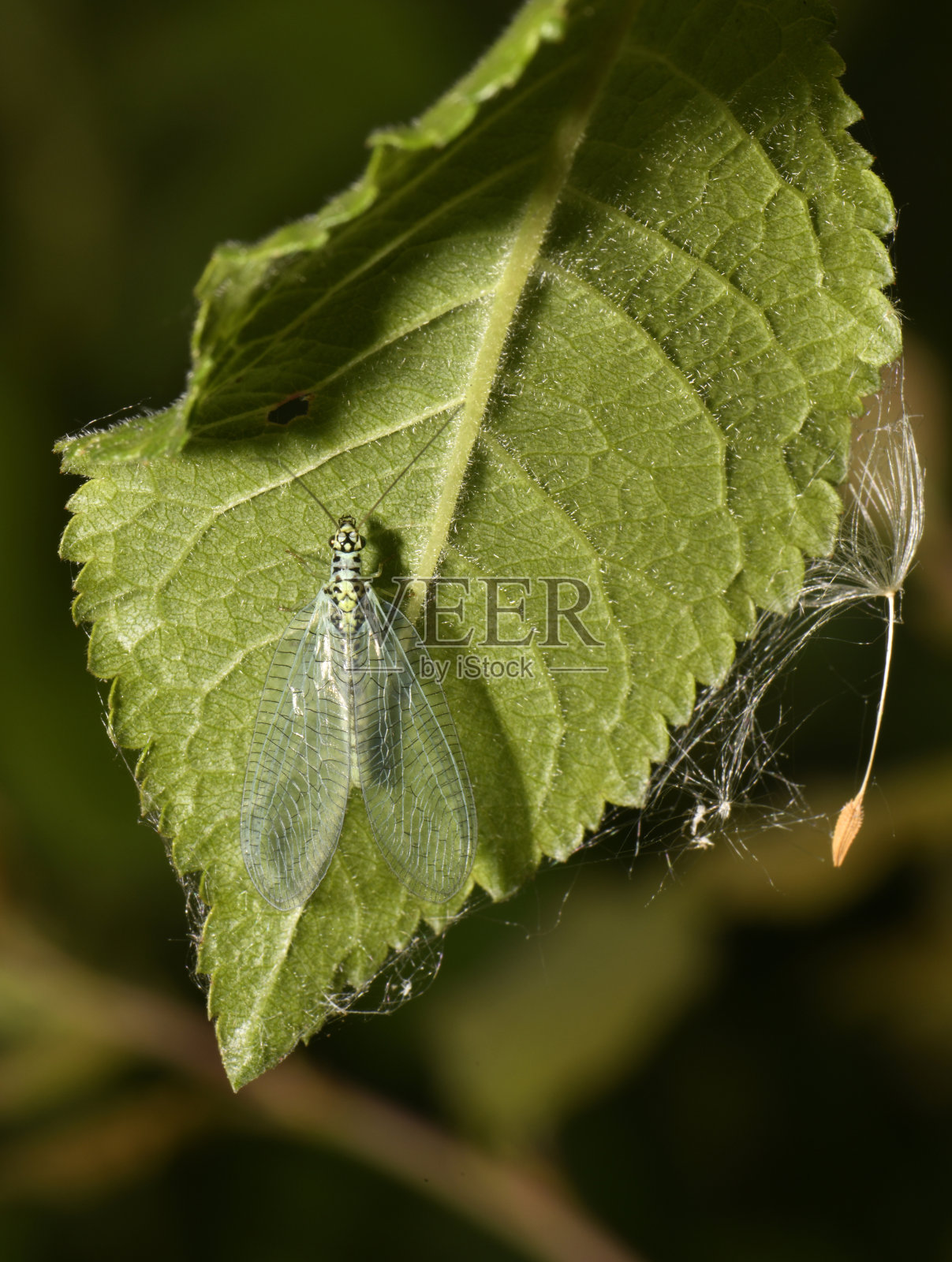 草蜻蛉,Chrysopa珍珠照片摄影图片