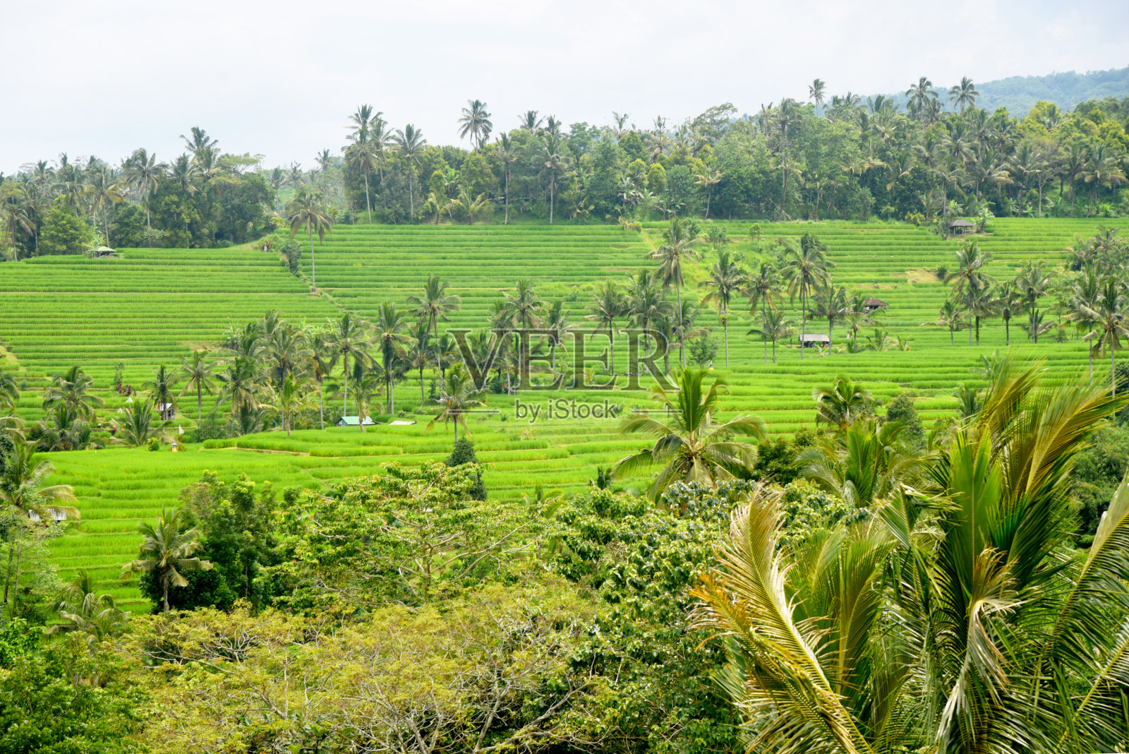 印度尼西亚巴厘岛Tabanan摄政的Babahan村的梯田,有灌溉用水和棕榈树照片摄影图片