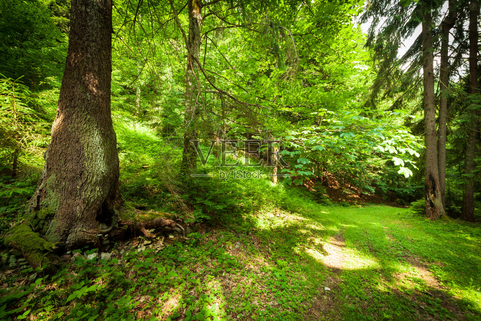 Synevir pass Synevir pass Synevir pass Synevir pass Synevir pass Synevir pass Synevir pass Synevir pass Synevir pass Synevir pass Synevir pass Synevir pass Synevir pass Synevir pass Synevir pass Synevir pass Synevir pass Synevir pass Synevir pass Synevir pass Synevir pass Synevir pass Synevir pass乌克兰。照片摄影图片