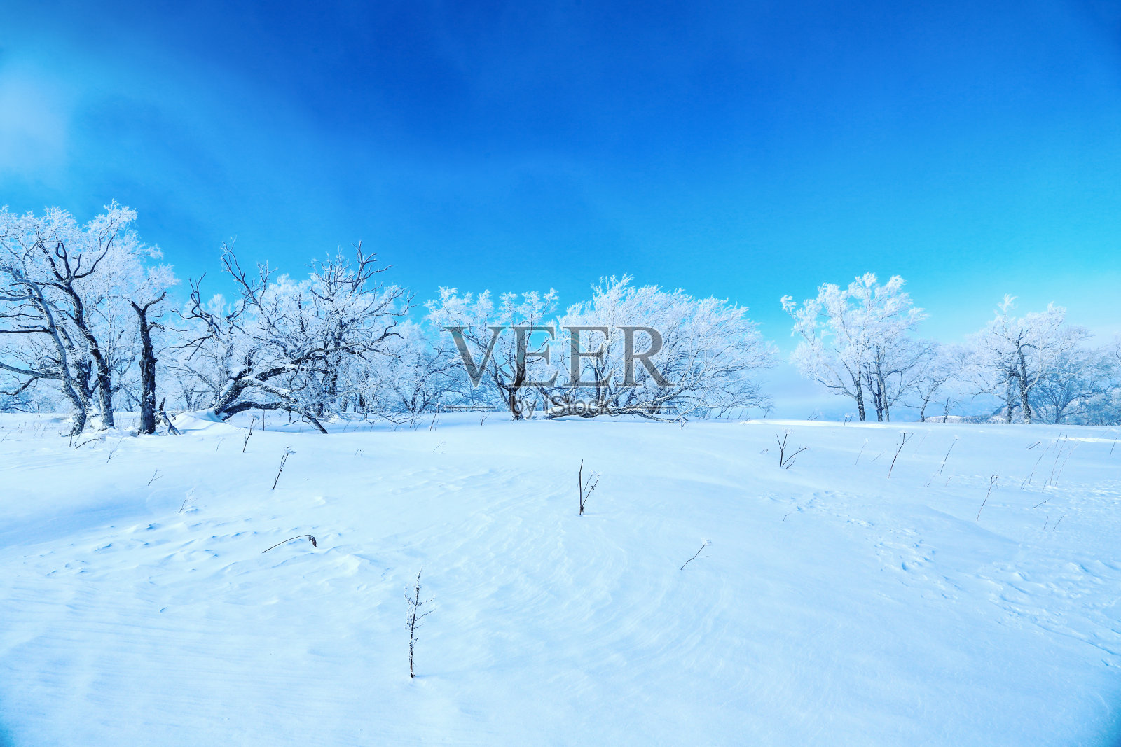 雪,发光的树照片摄影图片