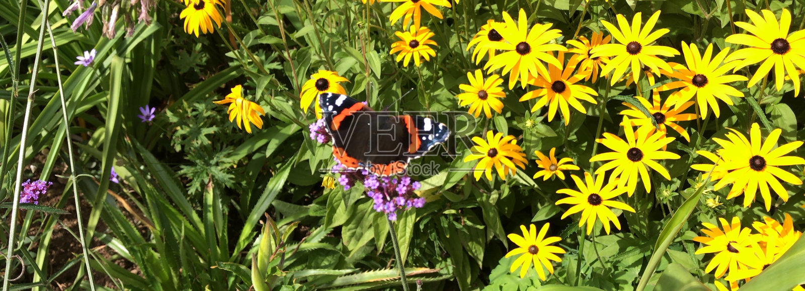 有围墙的草屋花园照片摄影图片
