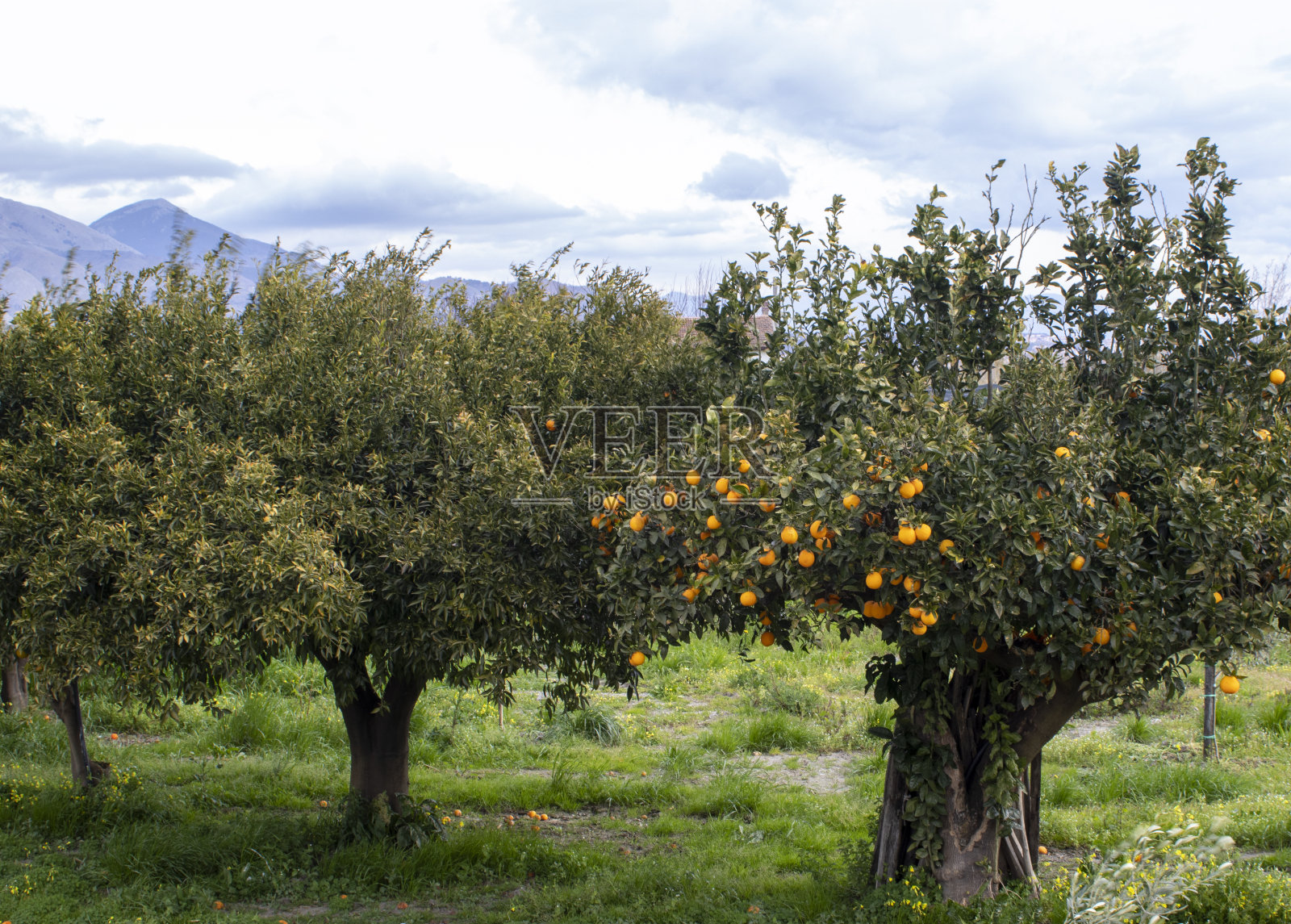 意大利卡拉布里亚的橘子园。美丽的自然景观与新鲜成熟的橙子水果在阳光明媚的花园。夏天的背景,地平线上可见的山脉。照片摄影图片