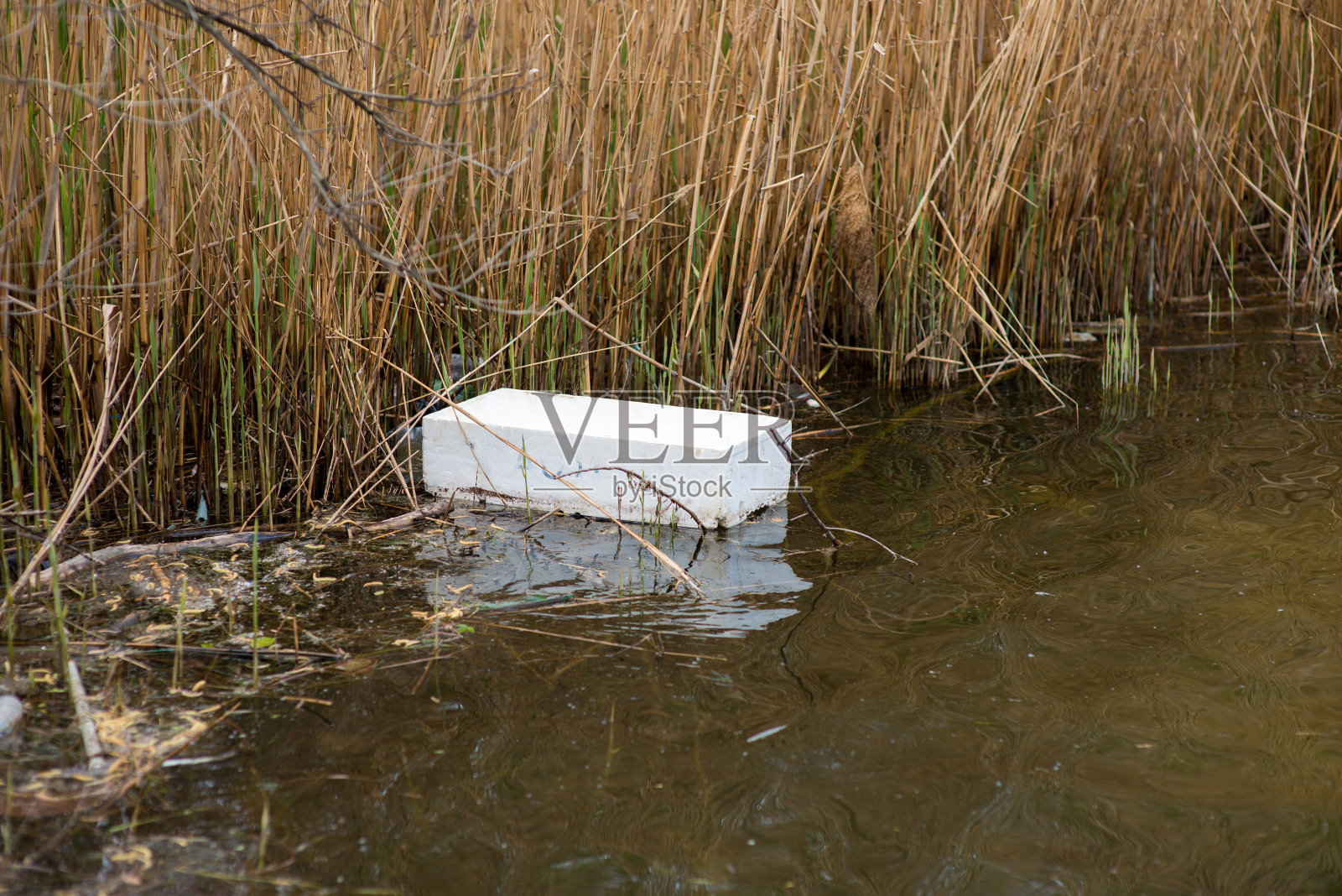 垃圾漂浮在芦苇丛生的湖中照片摄影图片