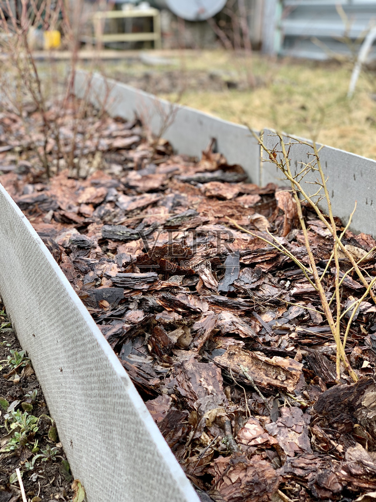 覆盖皮床。果树生长。园艺。照片摄影图片