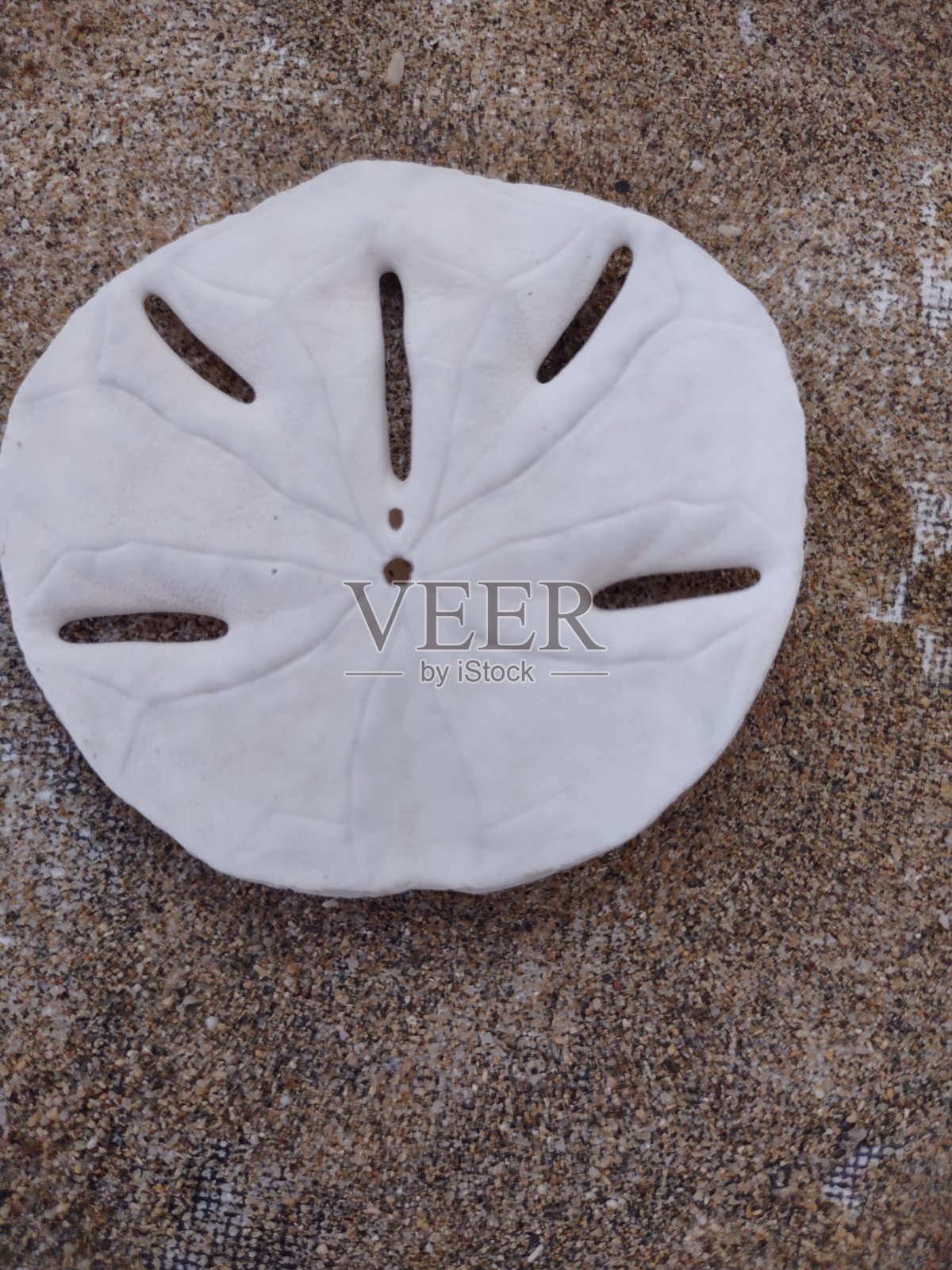 沙元沙阿瓜达波多黎各照片摄影图片