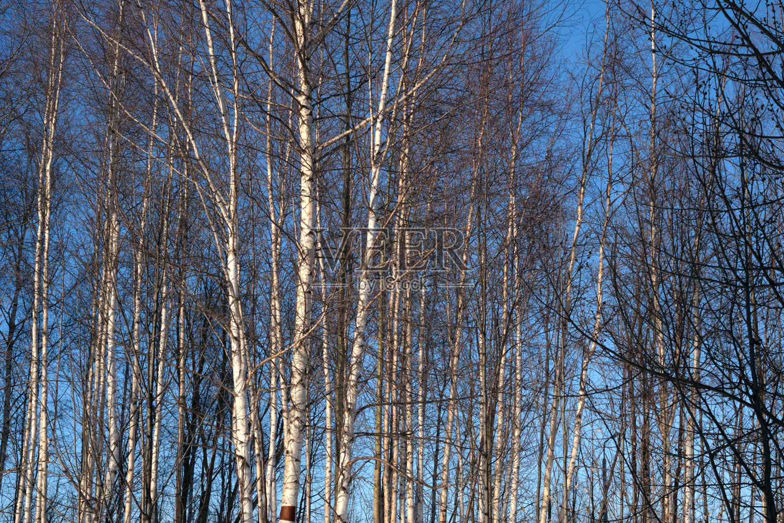 冬天的白桦林和蓝天。阳光灿烂的桦树。有许多一排排桦树的森林照片摄影图片