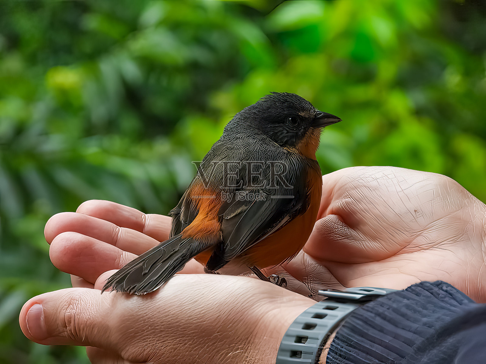 白人手上的鸟。照片摄影图片