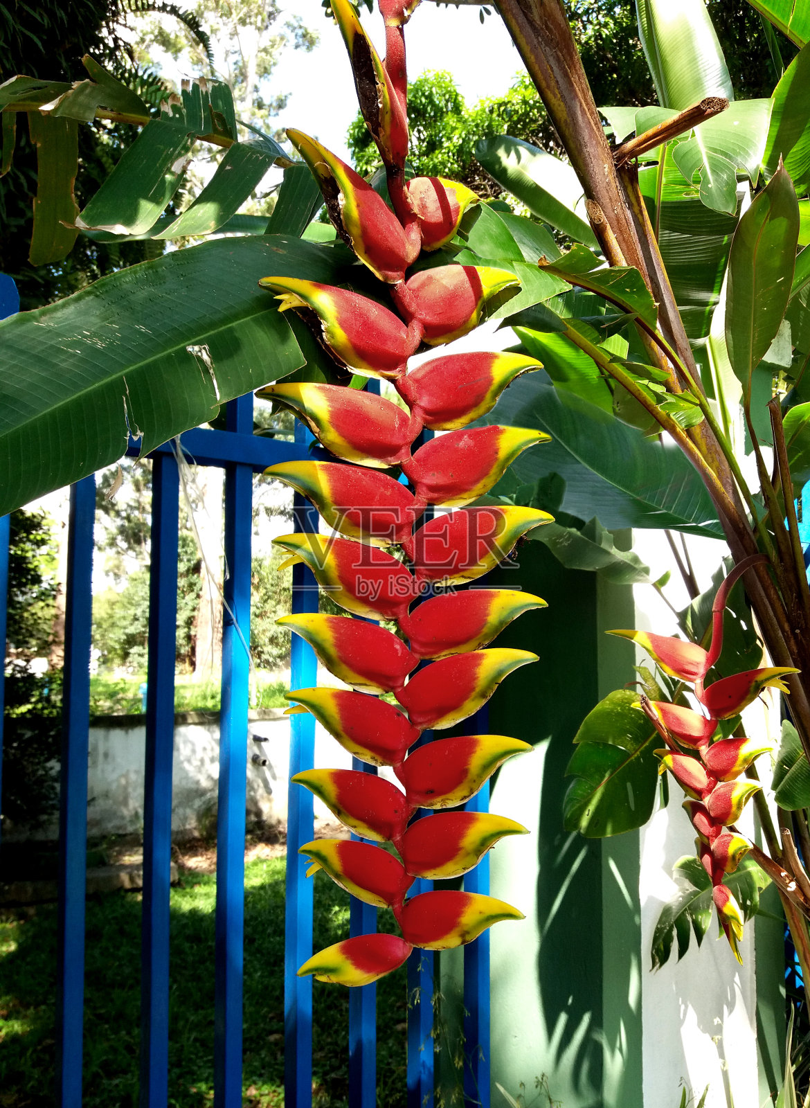 海里康属植物Rostrata花照片摄影图片