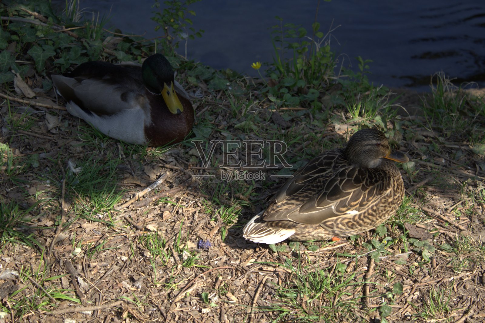 鸭子的日常生活图片照片摄影图片