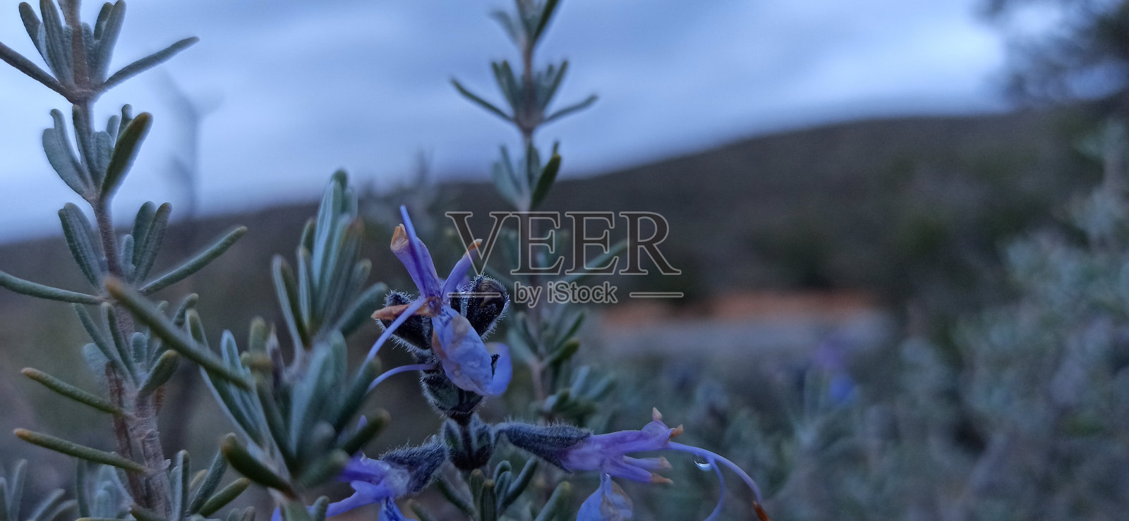 比斯克拉照片摄影图片