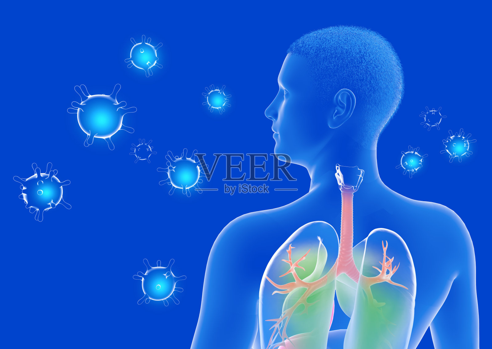 从后面看到透明人体内部的解剖3d图。照片摄影图片