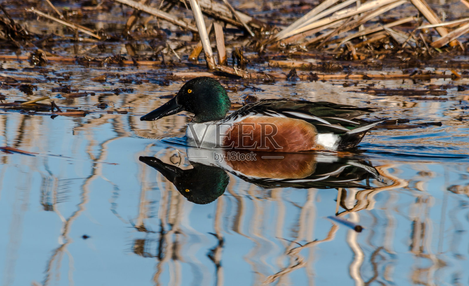 北部琵嘴鸭照片摄影图片