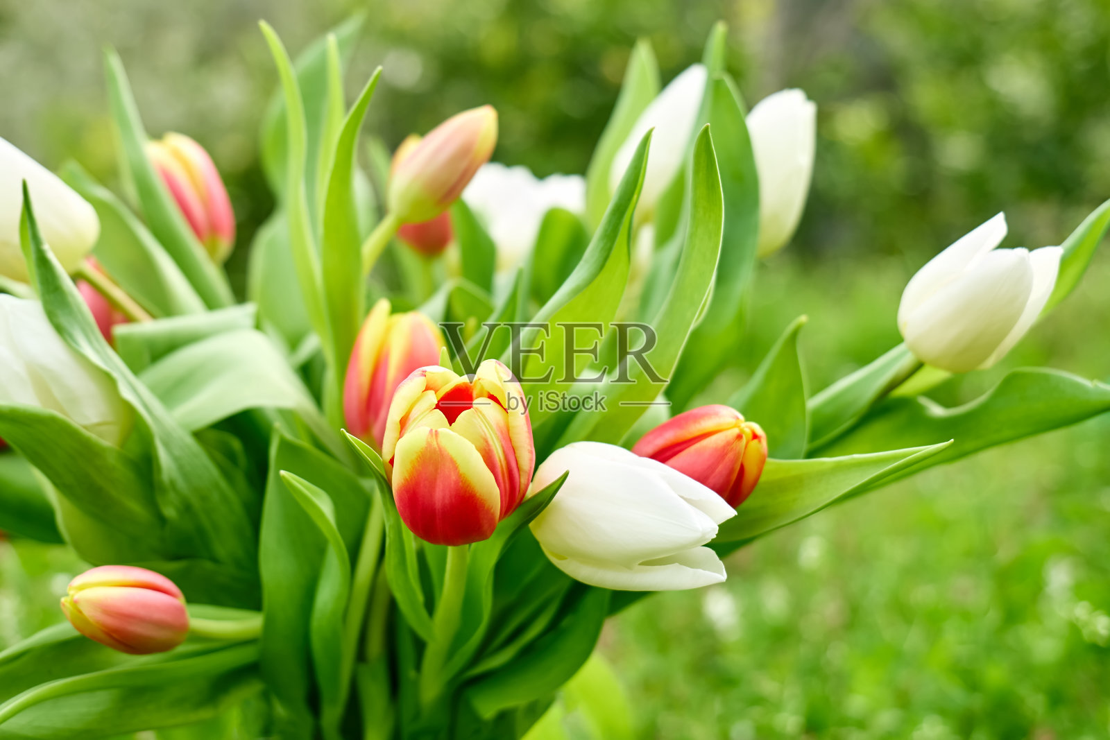 自然背景的郁金香。最小的节日花卉概念与文本空间为妇女节,3月8日,母亲节,复活节,婚礼和其他庆祝活动。春天的背景。照片摄影图片